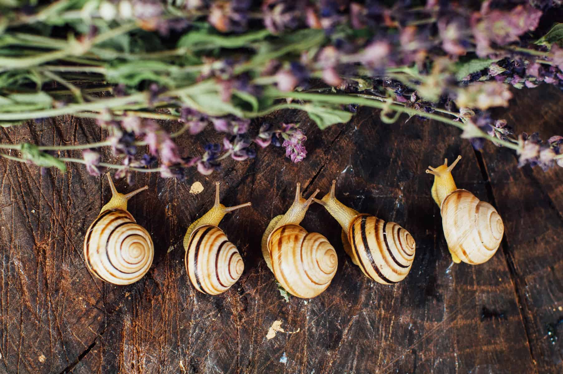 Putting Together the Perfect Clean Up Crew for Your Aquarium 5 Nerite Snails Care Guide: Feeding and Tank-mates for Freshwater Aquarium