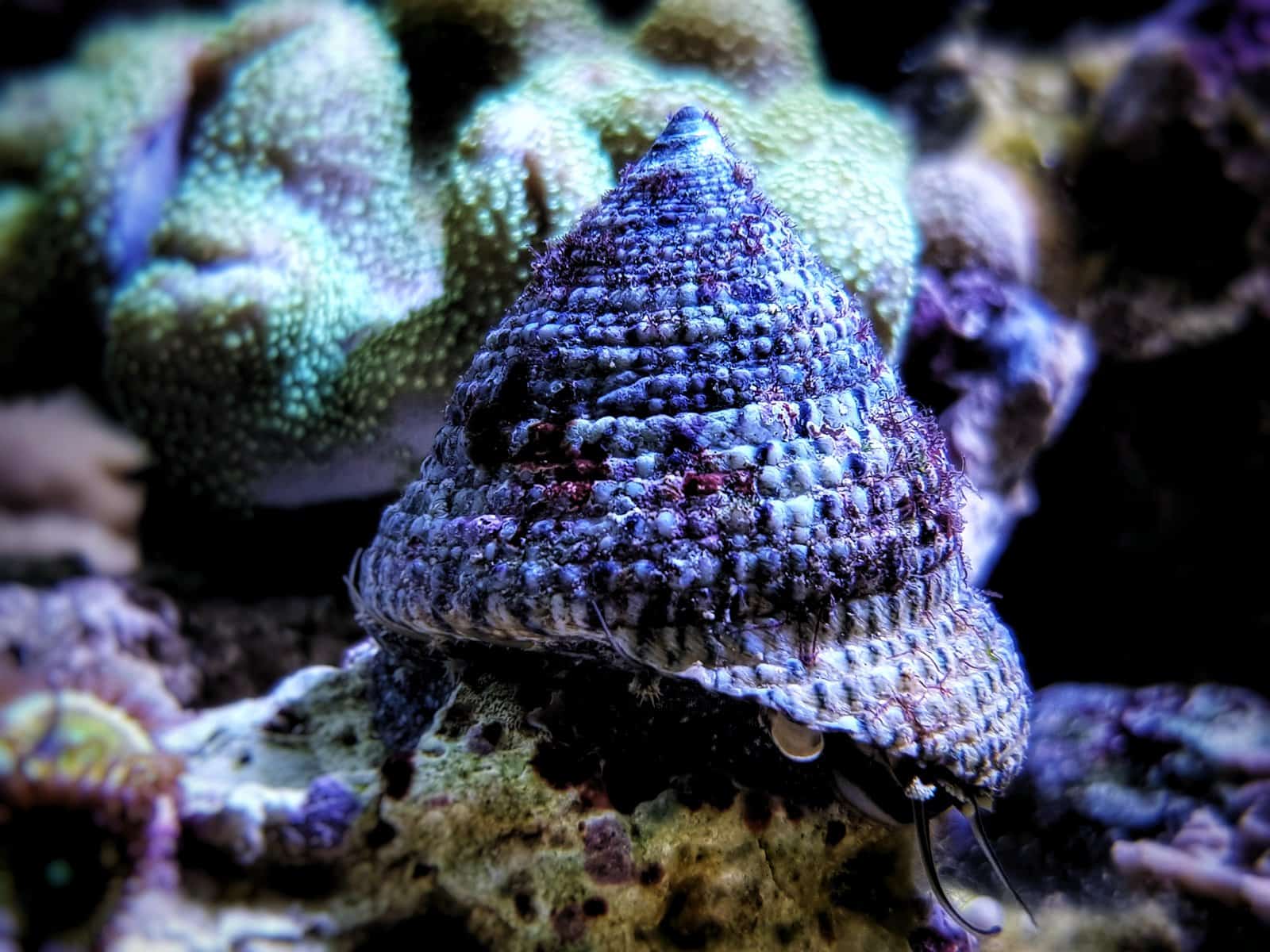 Putting Together the Perfect Clean Up Crew for Your Aquarium 4 Trochus Snails