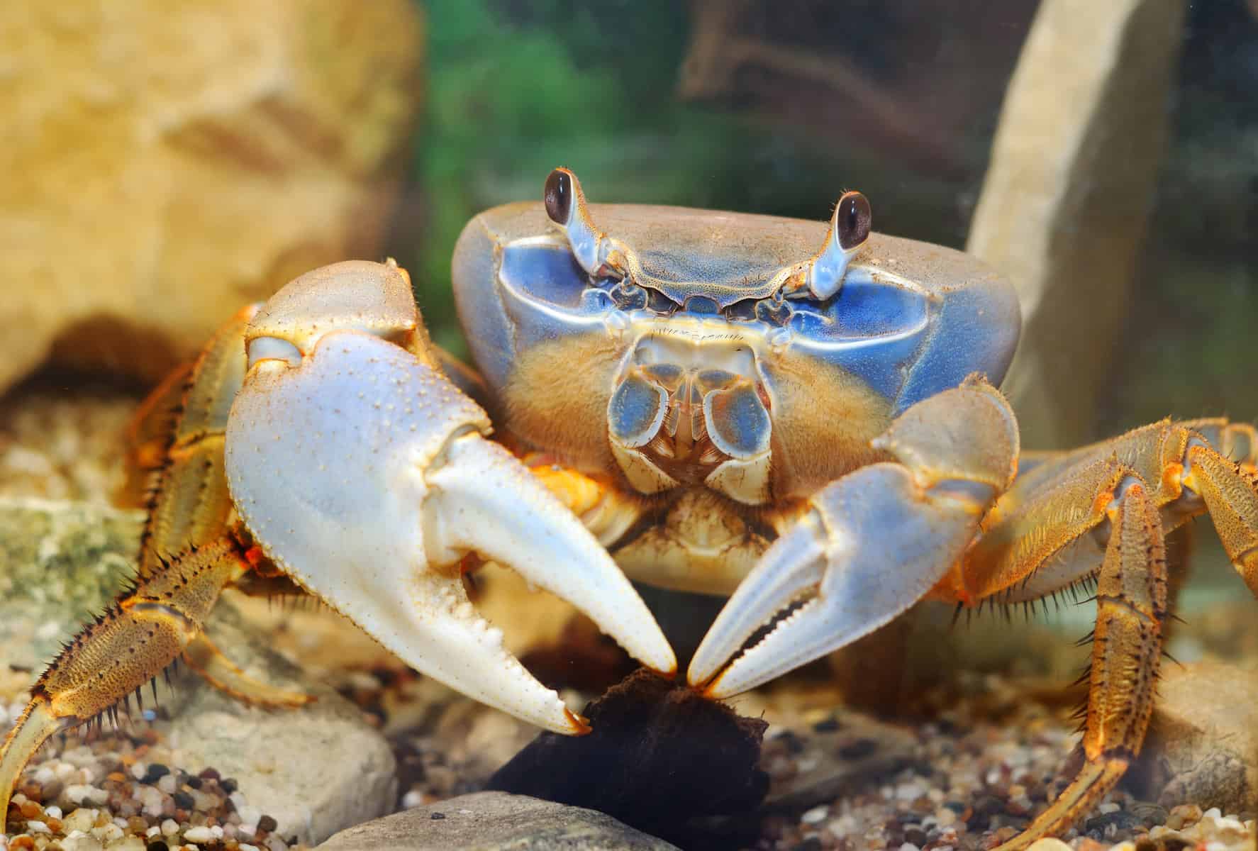 Putting Together the Perfect Clean Up Crew for Your Aquarium 7 Rainbow crab