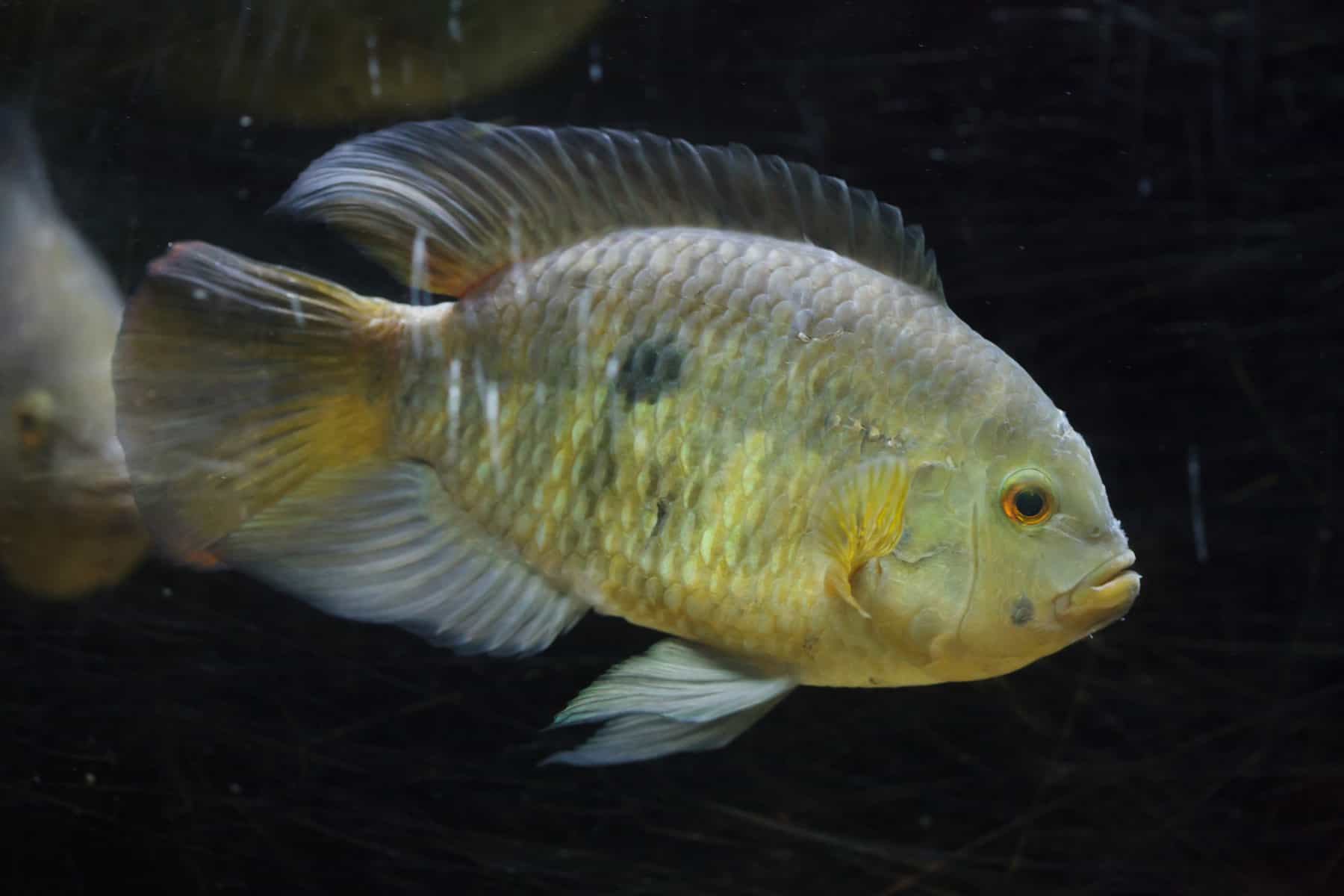 22 Fish That Eat Snails, Along With Helpful, Handy Hints! 3 Chameleon Cichlids