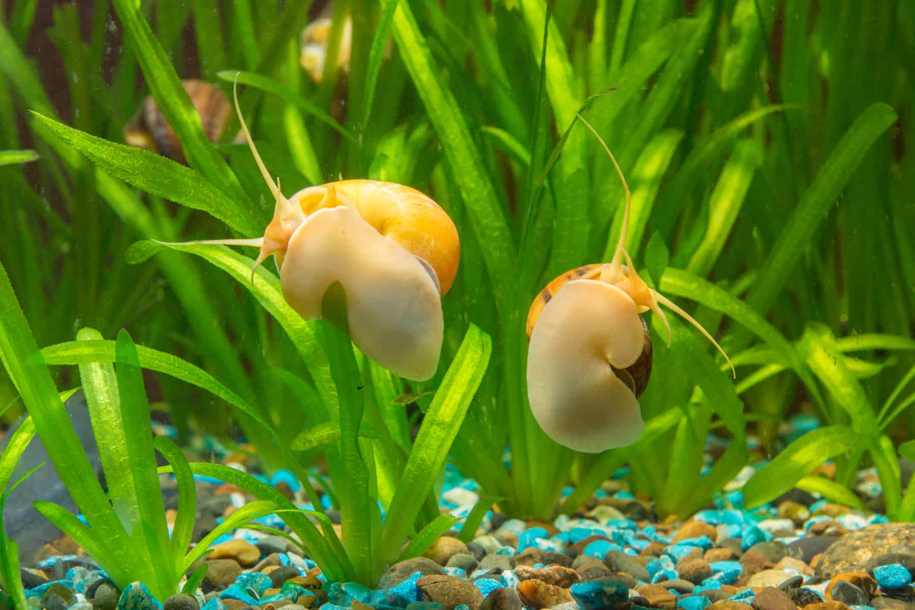 9 Algae Eaters With Goldfish – What Are the Best Choices? 5 Mystery Snail