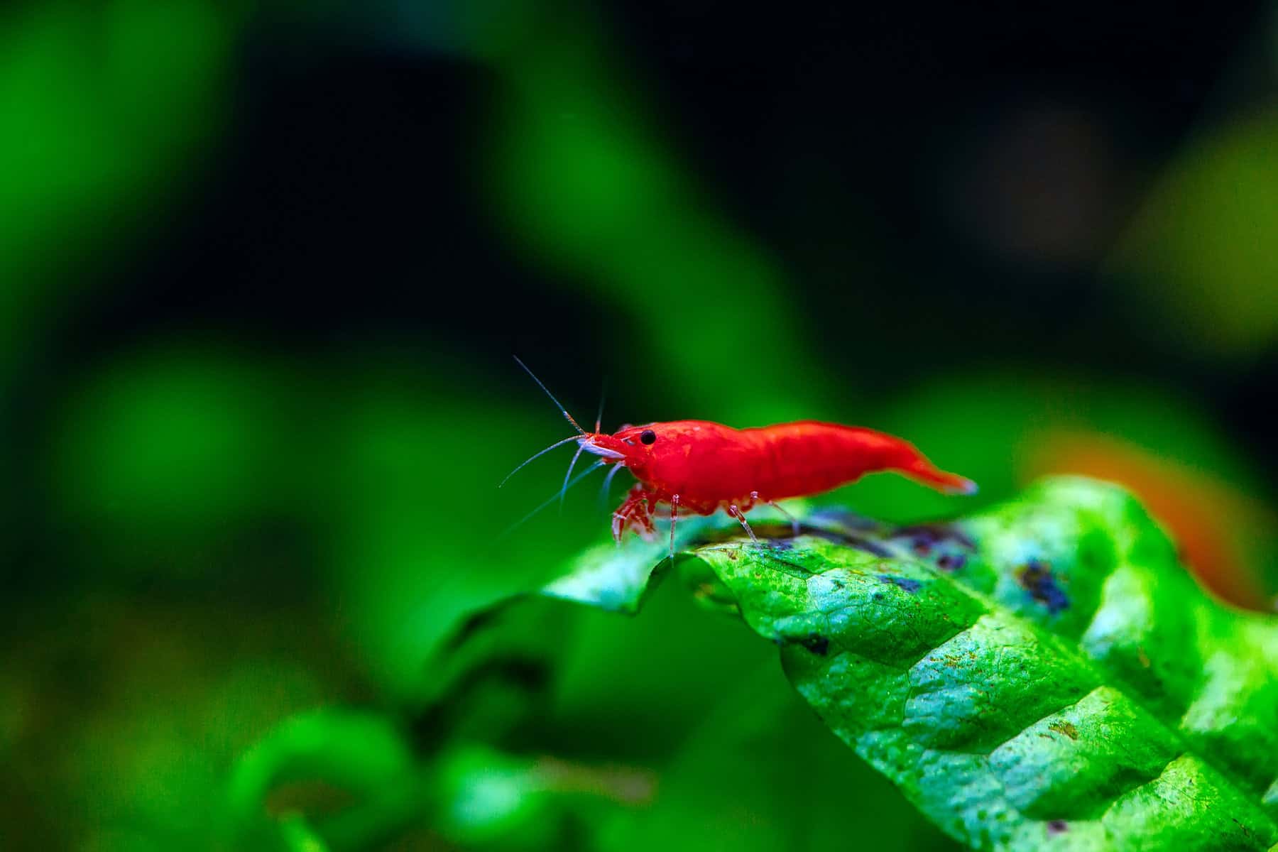 Do Cory Catfish Eat Algae? – Read Our Article to Find Out 4 Cherry Shrimp