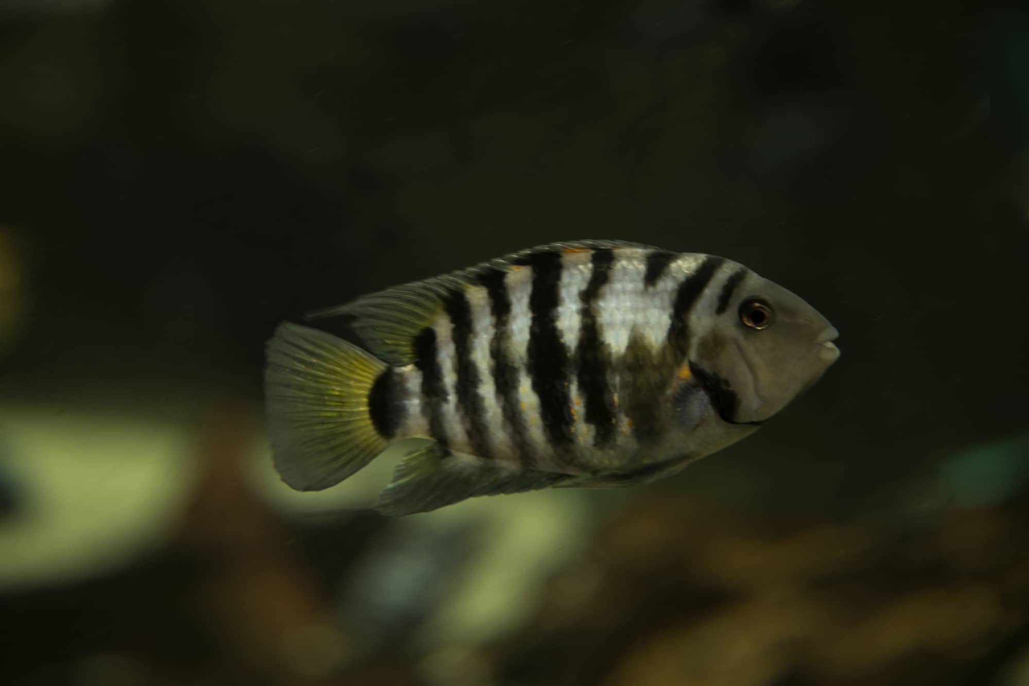 22 Fish That Eat Snails, Along With Helpful, Handy Hints! 13 Convict Cichlid