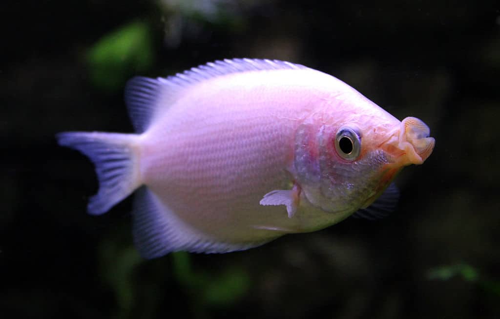 22 Fish That Eat Snails, Along With Helpful, Handy Hints! 15 worst beginner fish