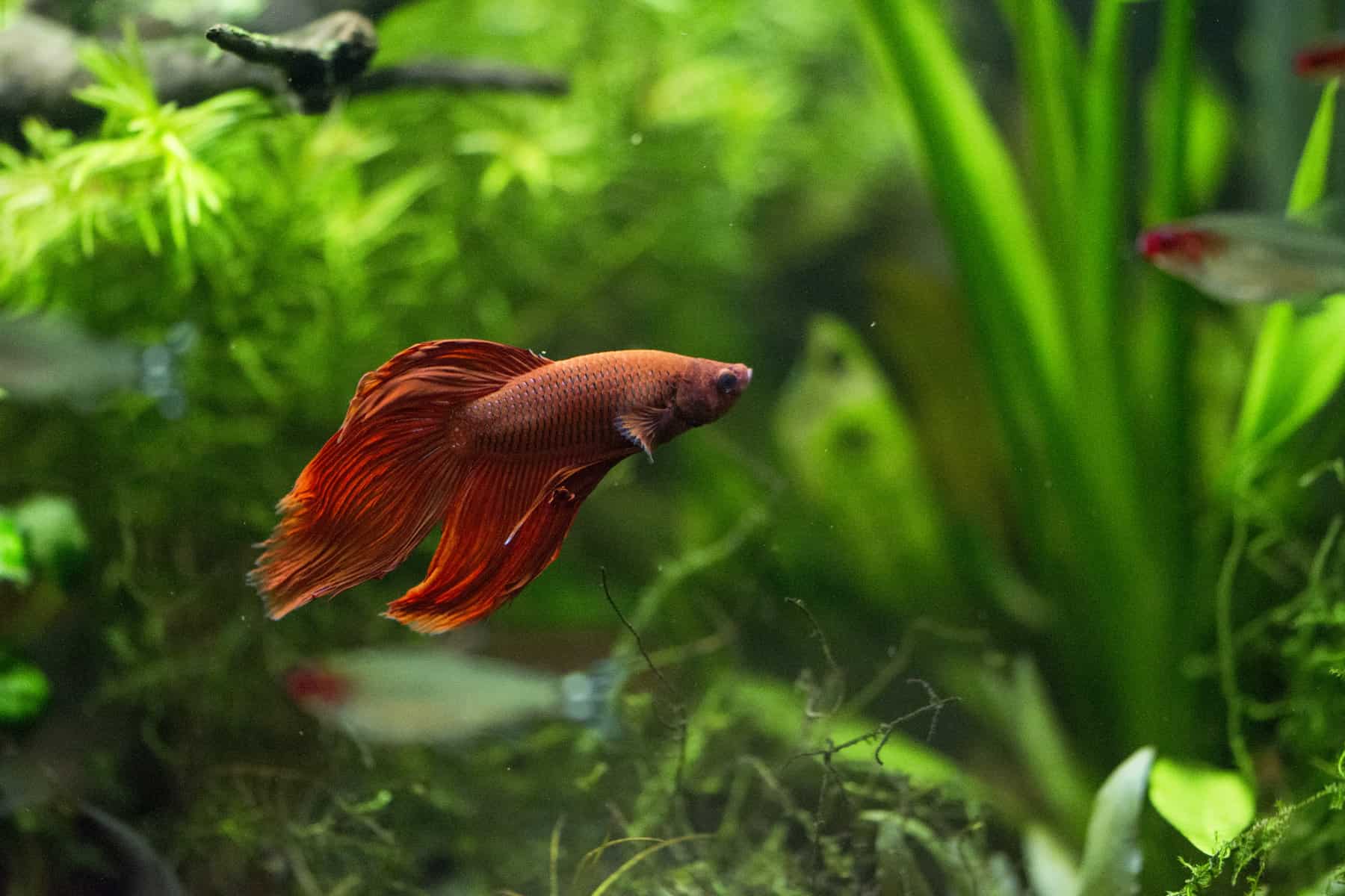 22 Fish That Eat Snails, Along With Helpful, Handy Hints! 8 Betta fish