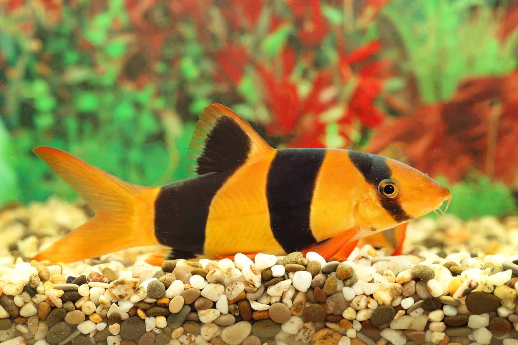 22 Fish That Eat Snails, Along With Helpful, Handy Hints! 11 Clown Loach