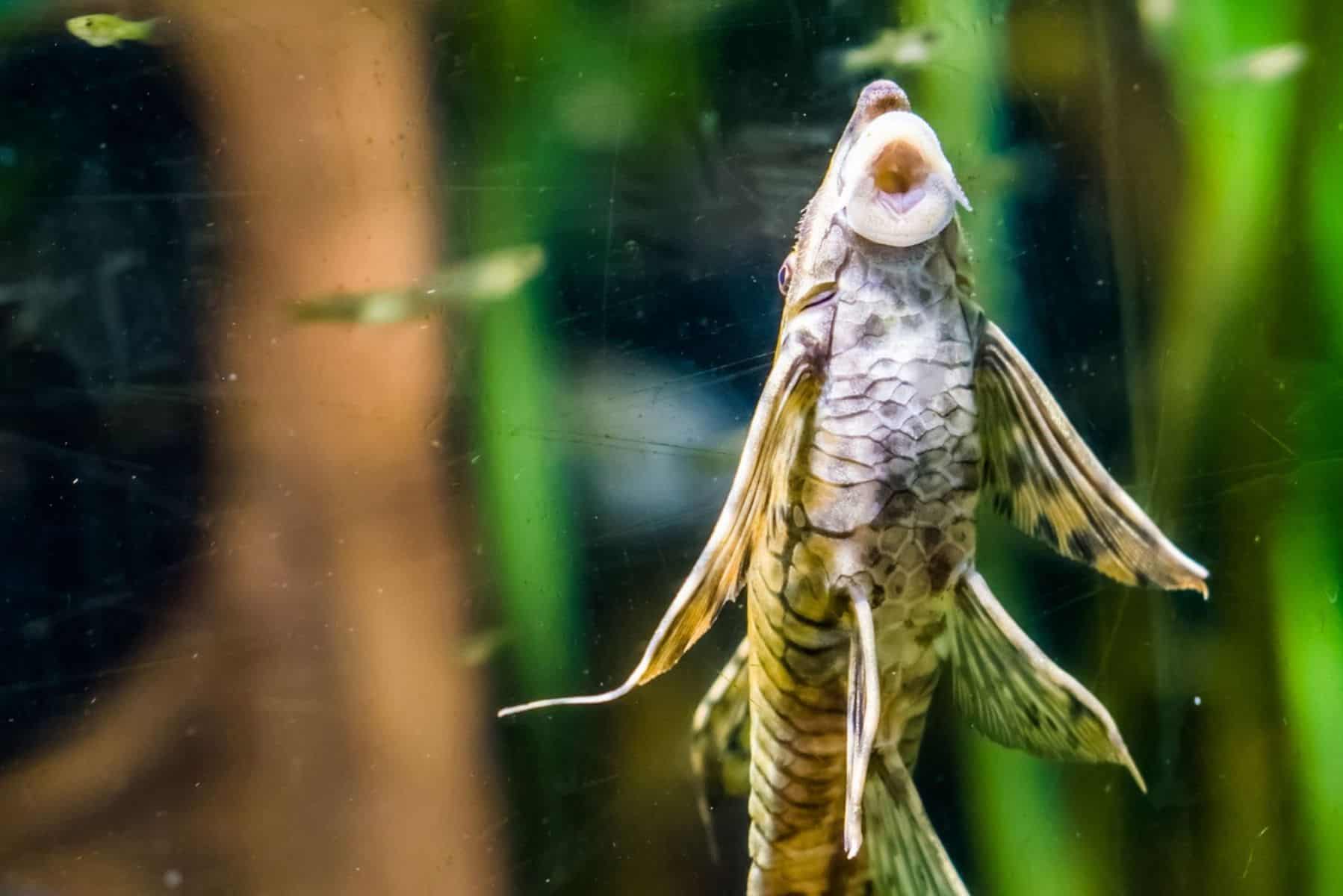 Do Cory Catfish Eat Algae? – Read Our Article to Find Out 7 Twig Catfish