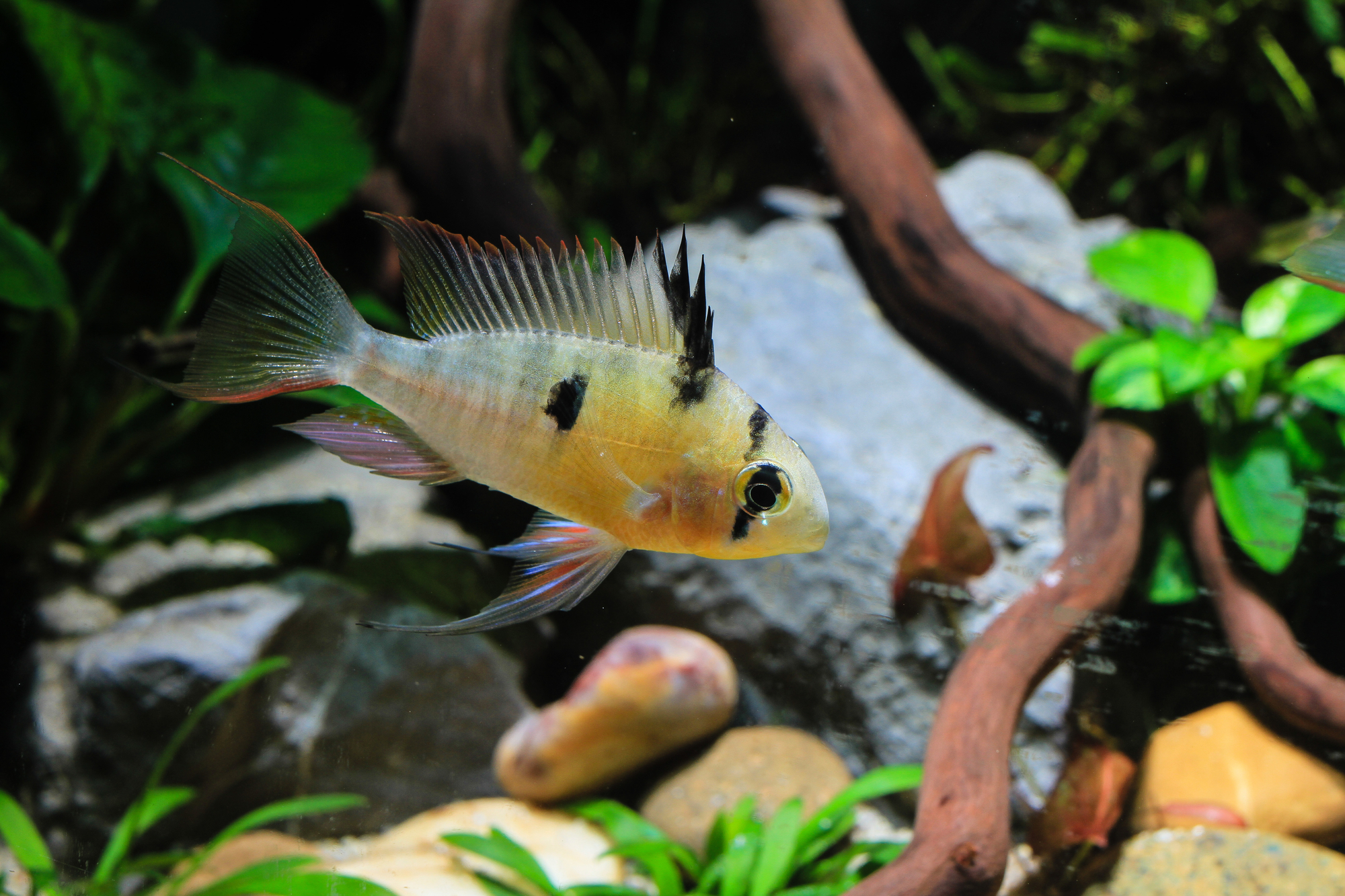 How Long Do Cichlids Live? Let’s Explore and Find Out 6 Bolivian Rams