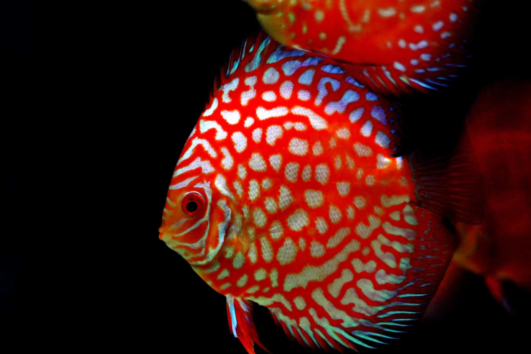 How Long Do Cichlids Live? Let’s Explore and Find Out 4 Pigeon Blood Discus