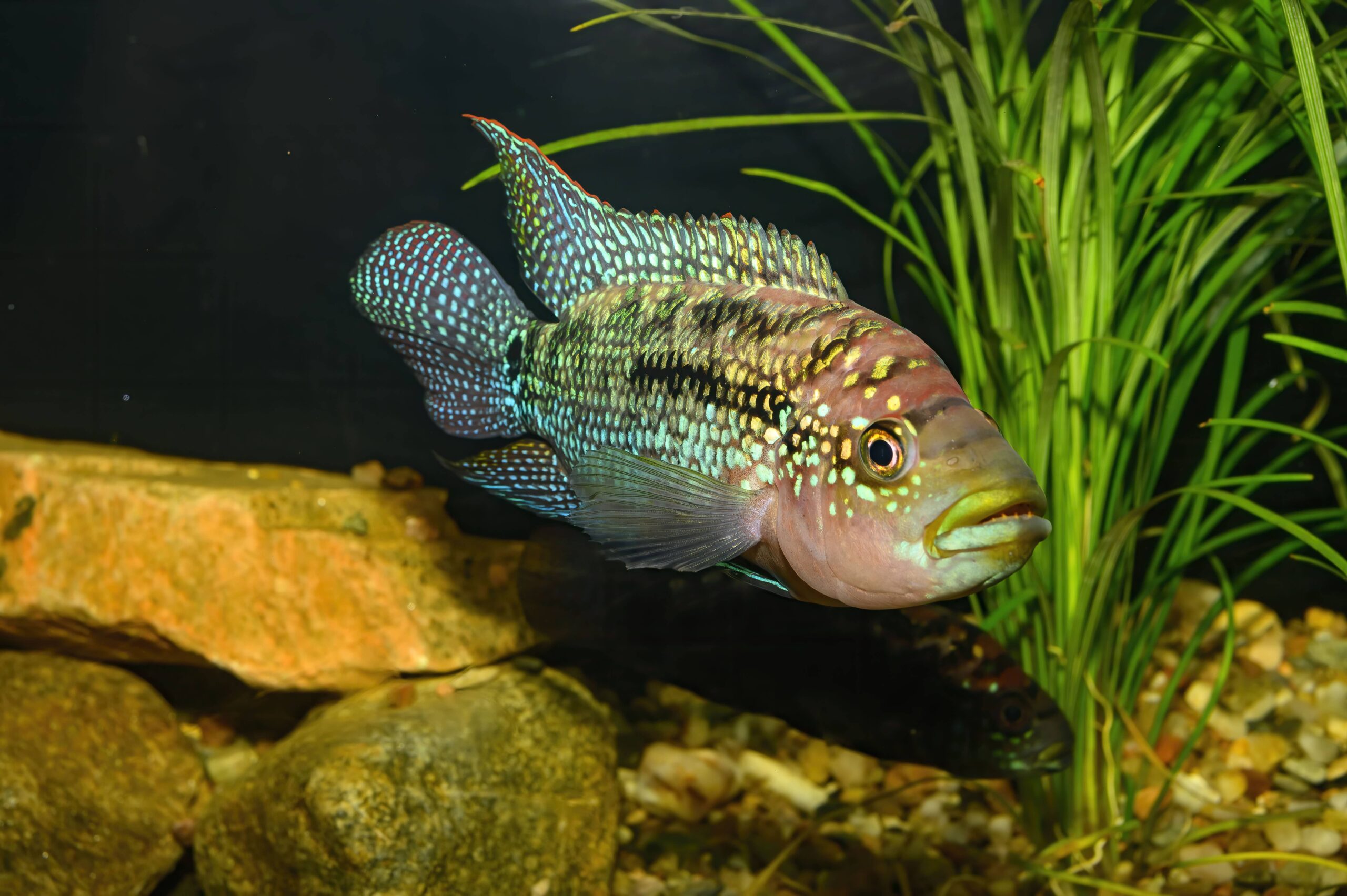22 Fish That Eat Snails, Along With Helpful, Handy Hints! 14 Jack Dempsey Fish
