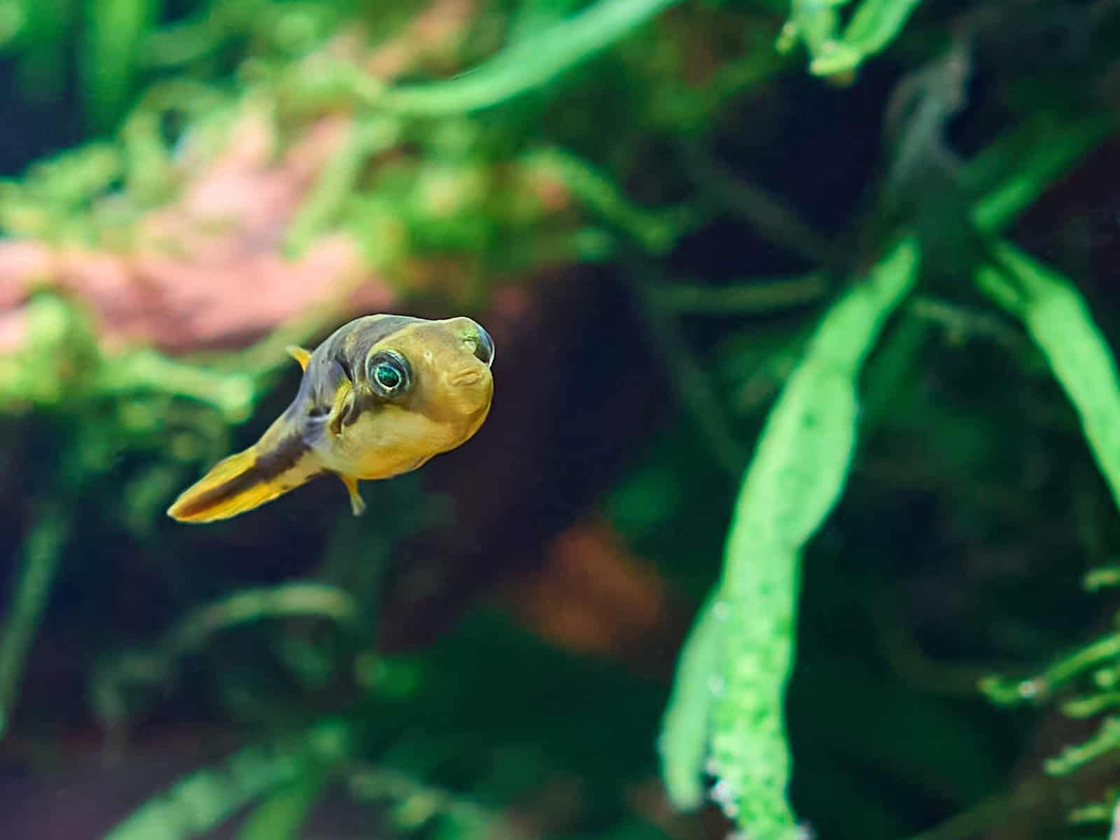 22 Fish That Eat Snails, Along With Helpful, Handy Hints! 4 Pea Puffer Fish