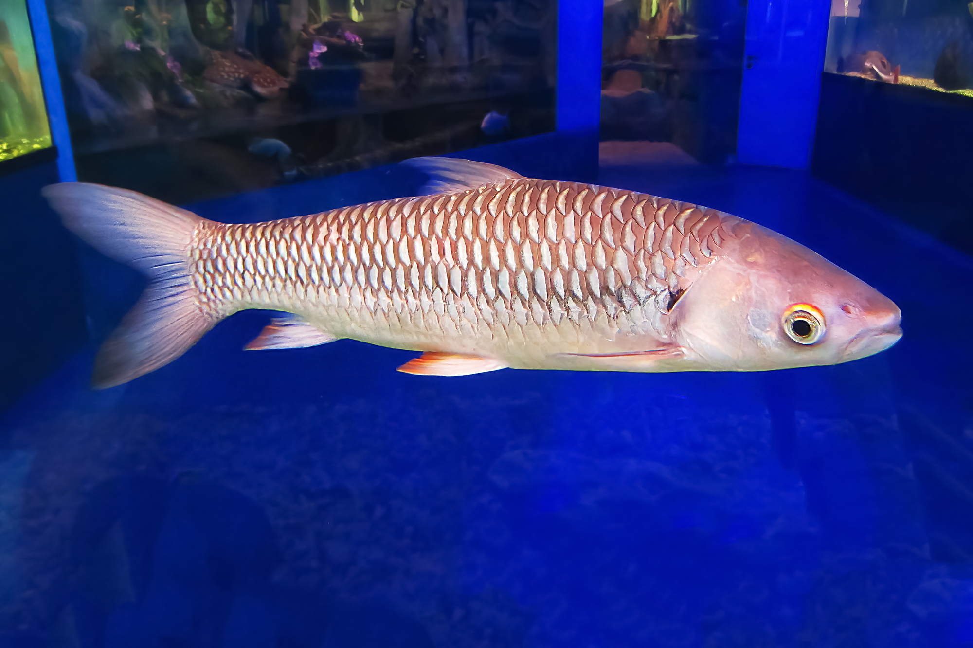 22 Fish That Eat Snails, Along With Helpful, Handy Hints! 6 Red finned cigar shark