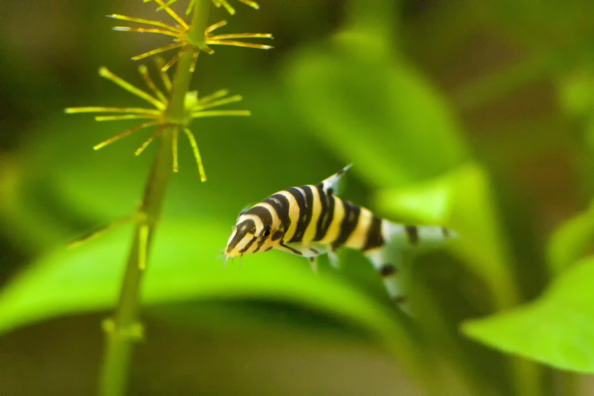 22 Fish That Eat Snails, Along With Helpful, Handy Hints! 10 Zebra Loach