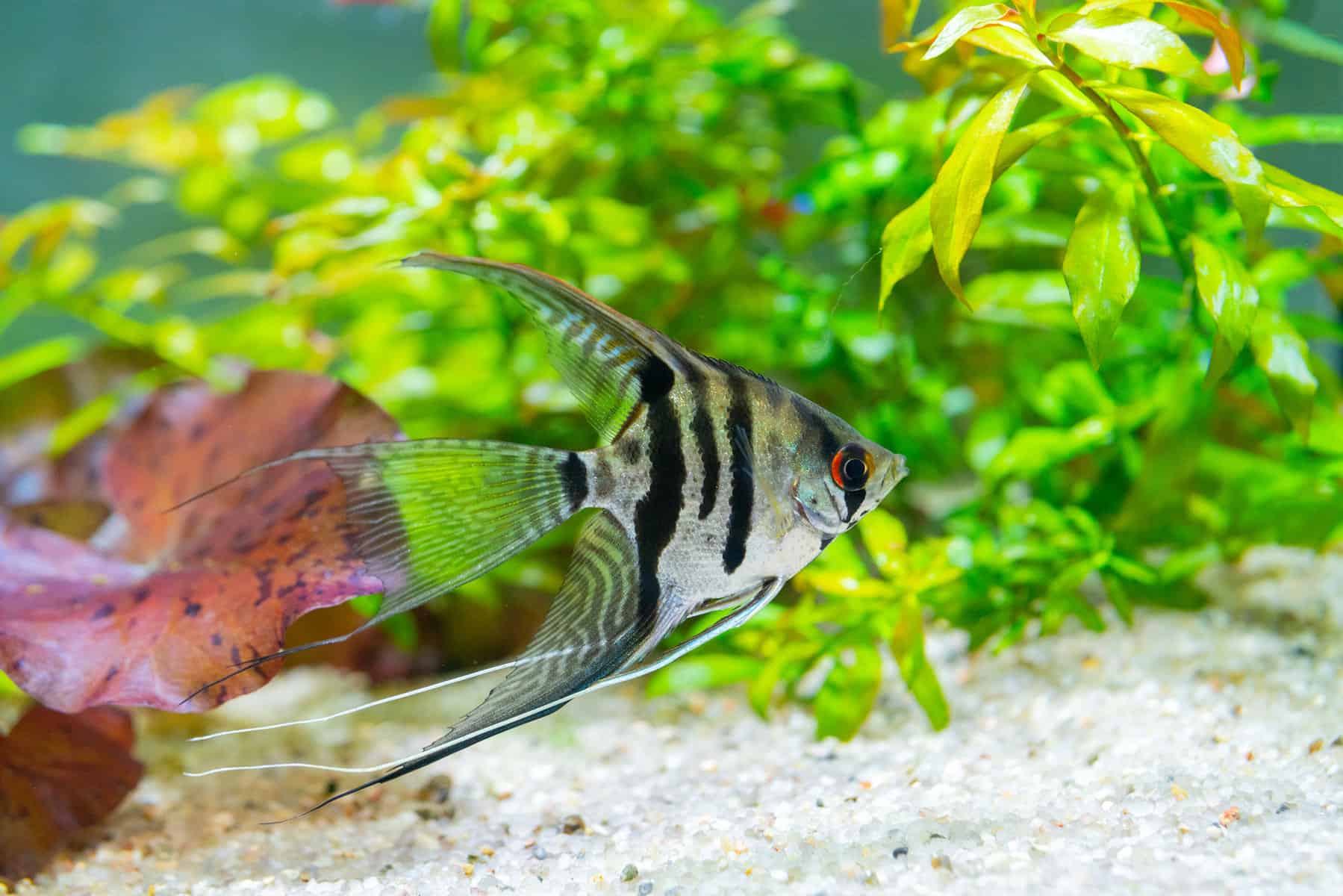 22 Fish That Eat Snails, Along With Helpful, Handy Hints! 9 Angelfish