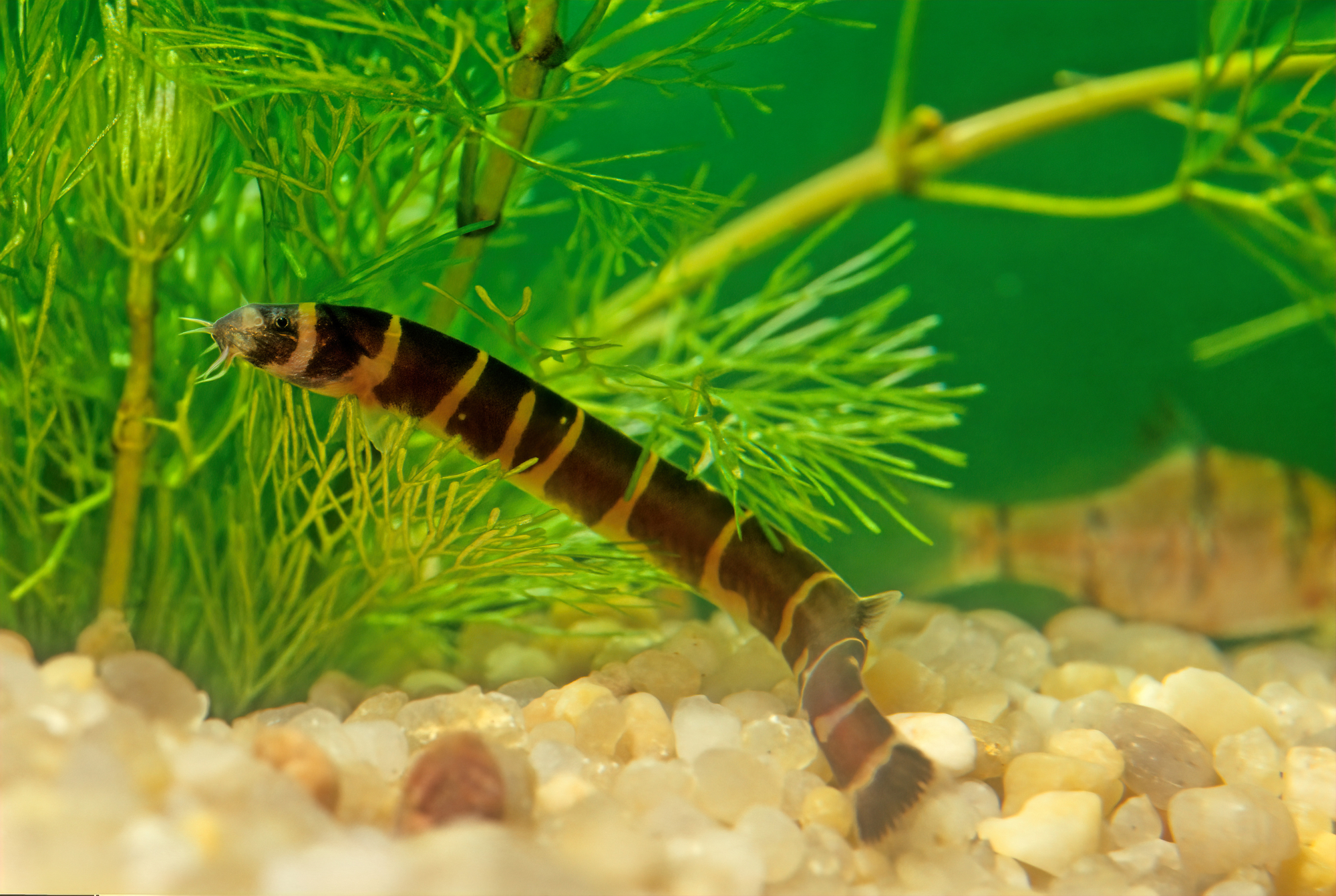 22 Fish That Eat Snails, Along With Helpful, Handy Hints! 12 Kuhli Loach