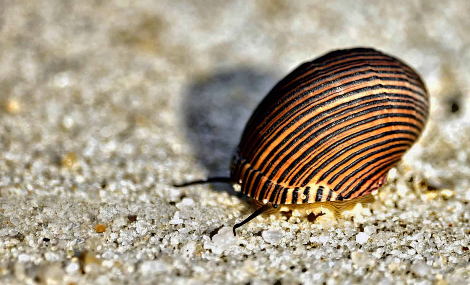 9 Algae Eaters With Goldfish – What Are the Best Choices? 4 Vittina natalensis