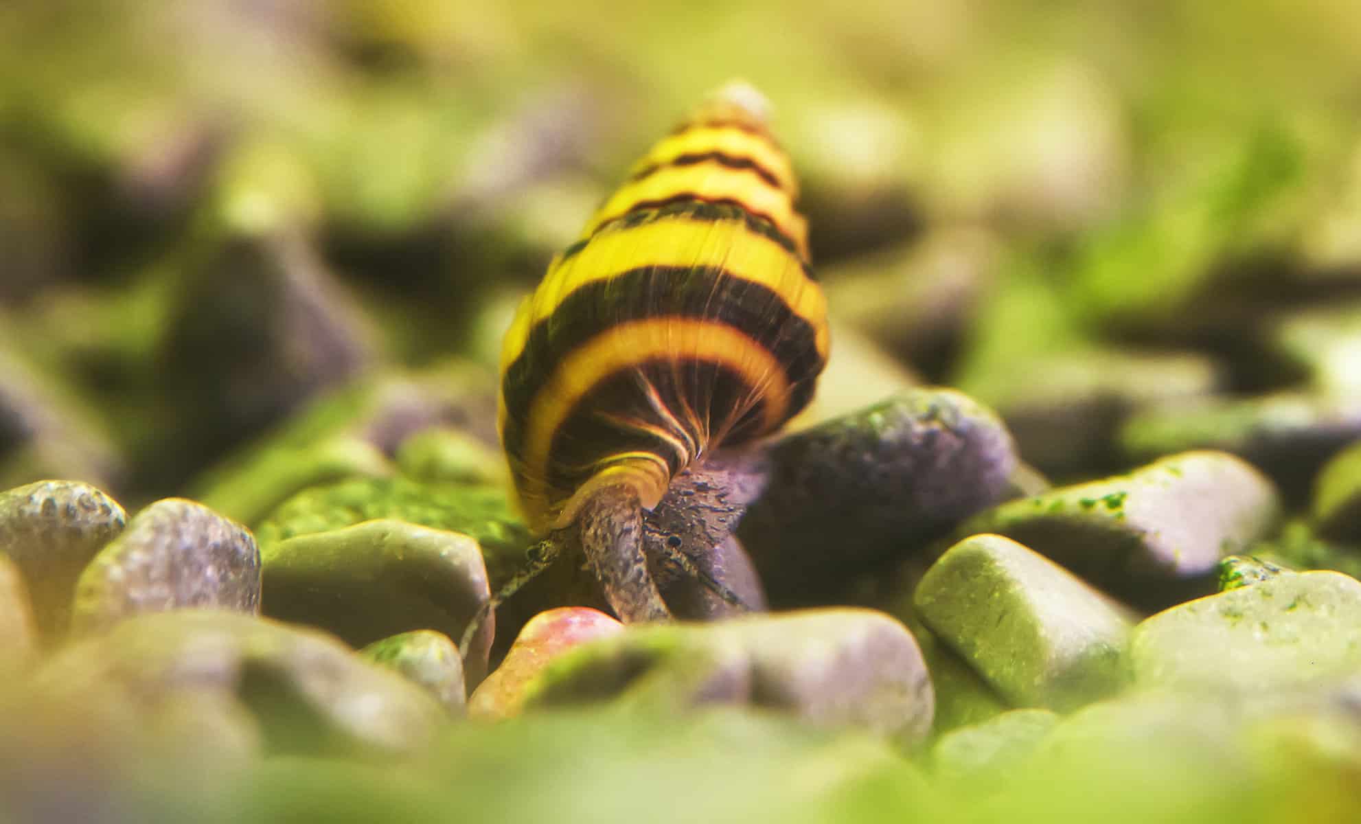 22 Fish That Eat Snails, Along With Helpful, Handy Hints! 17 do assassin snails eat shrimp