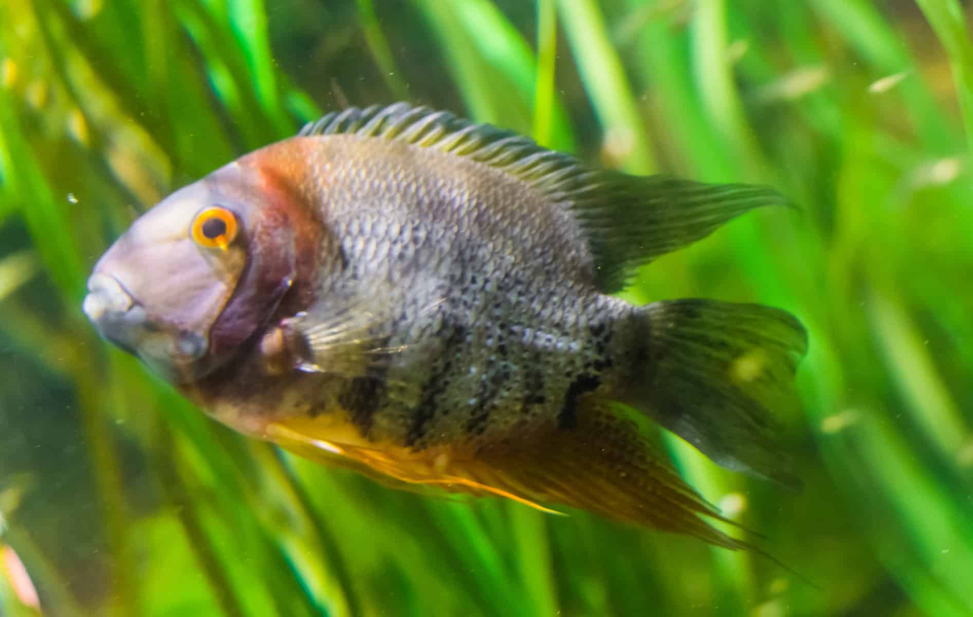 How Long Do Cichlids Live? Let’s Explore and Find Out 8 Severum Cichlids