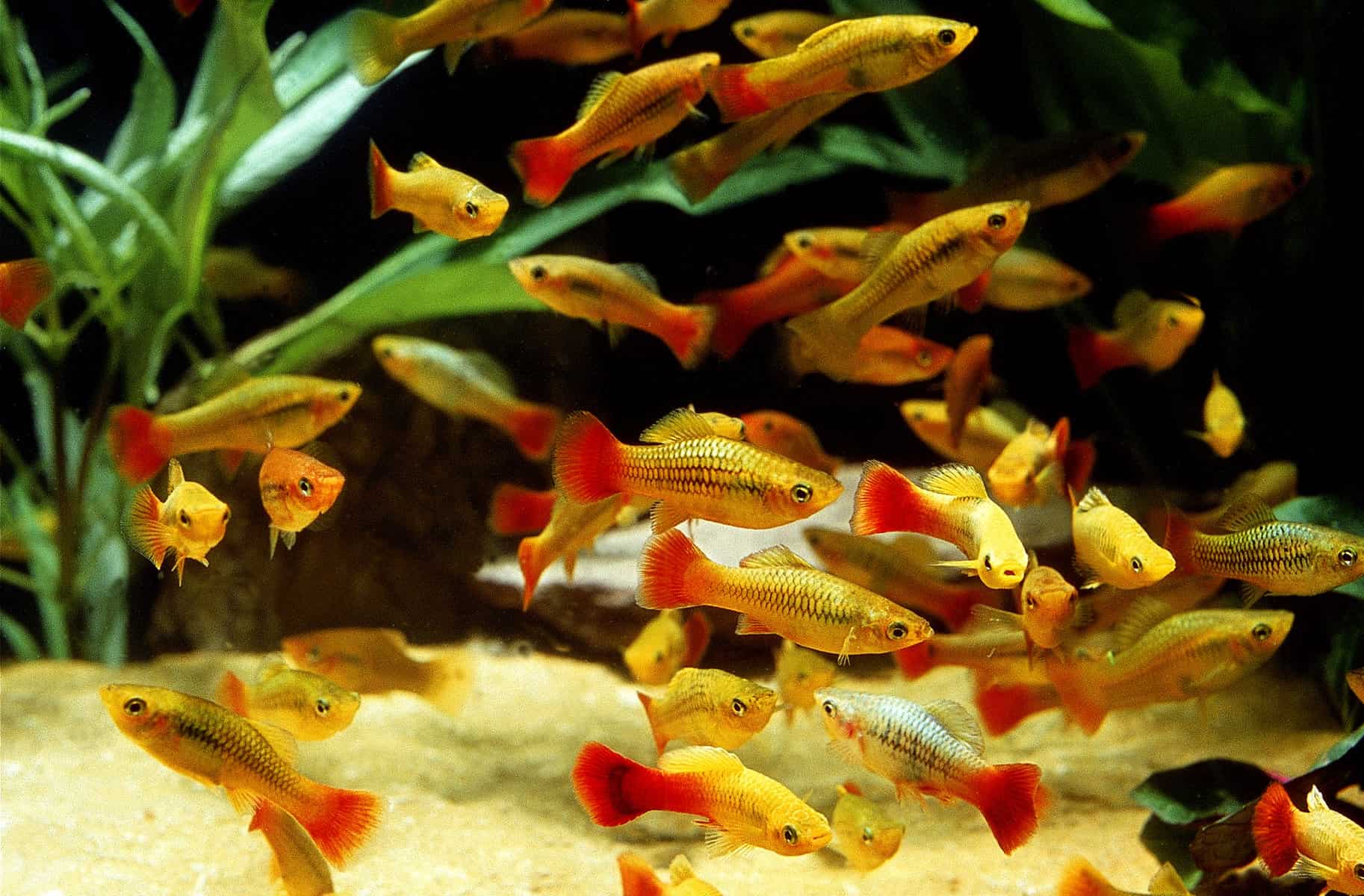 9 Algae Eaters With Goldfish – What Are the Best Choices? 6 Xiphophorus variatus
