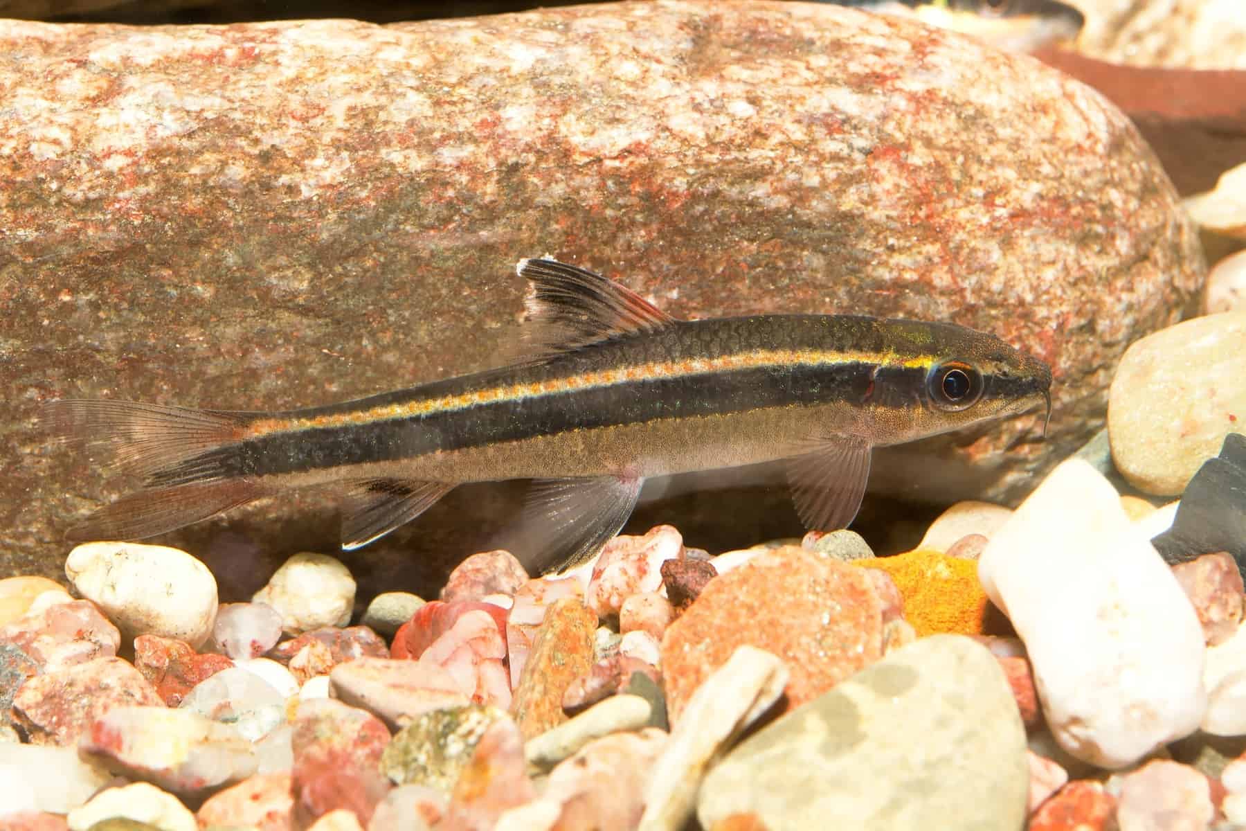 Do Cory Catfish Eat Algae? – Read Our Article to Find Out 6 Flying Fox Fish: How To Care For These Freshwater Species