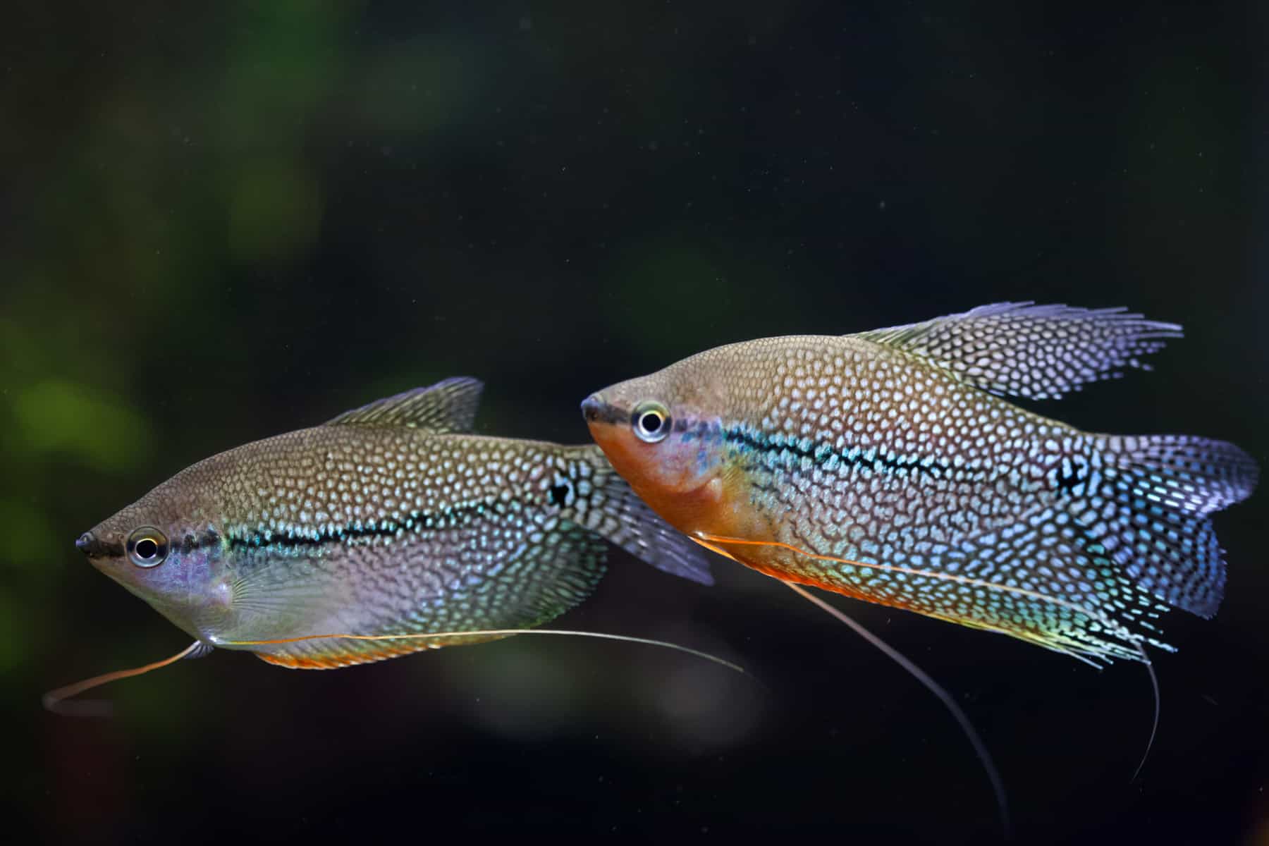 Are Gourami Aggressive Fish – We Examine the Facts 5 Pearl Gourami