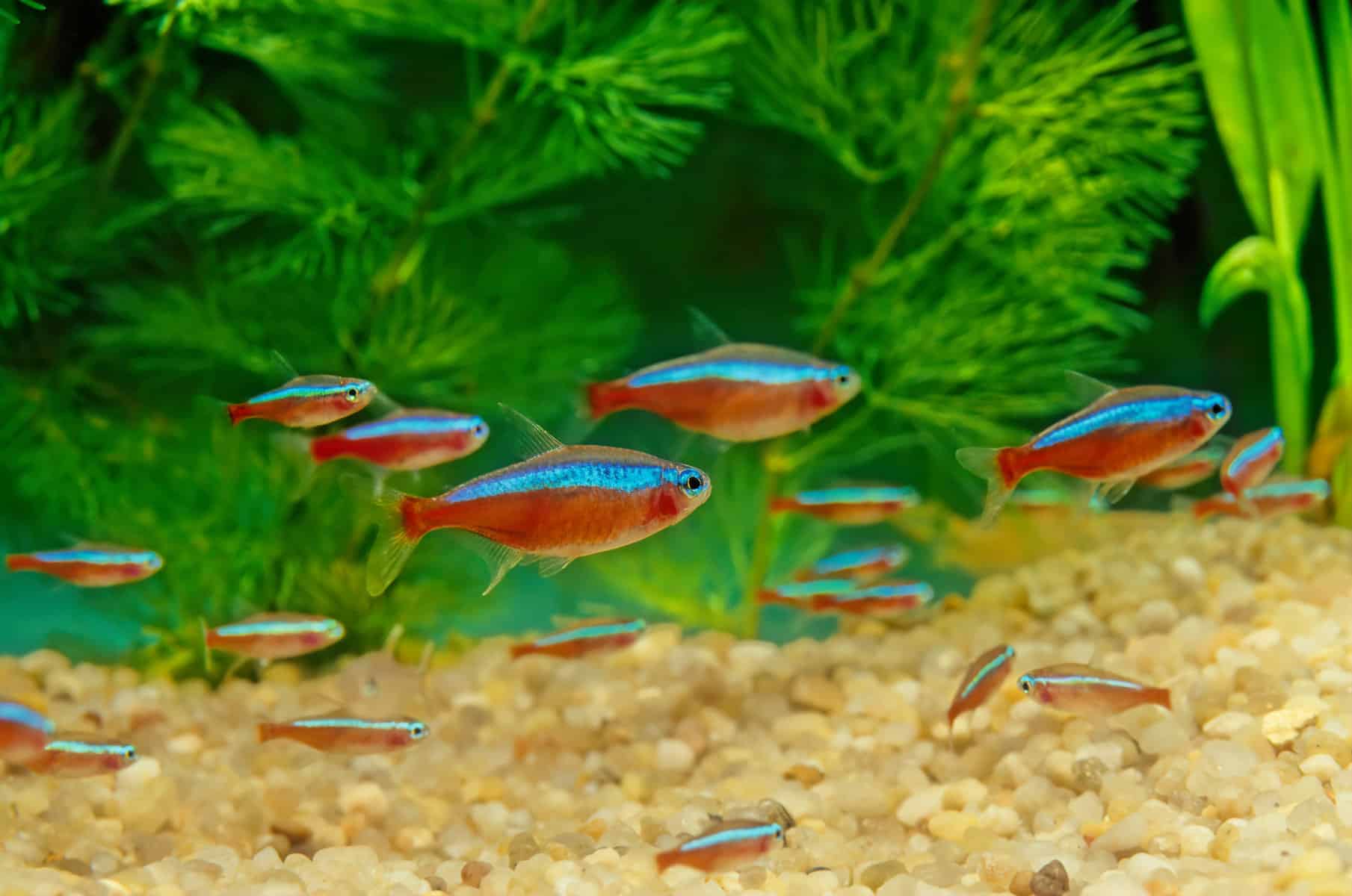 Are Mollies Aggressive Fish? – Temperament and Behavior 7 Cardinal Tetras