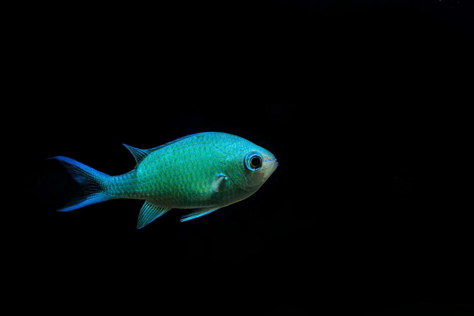 Can Clownfish Live Alone? Who Are Their Ideal Tank Mates? 6 blue-green chromis