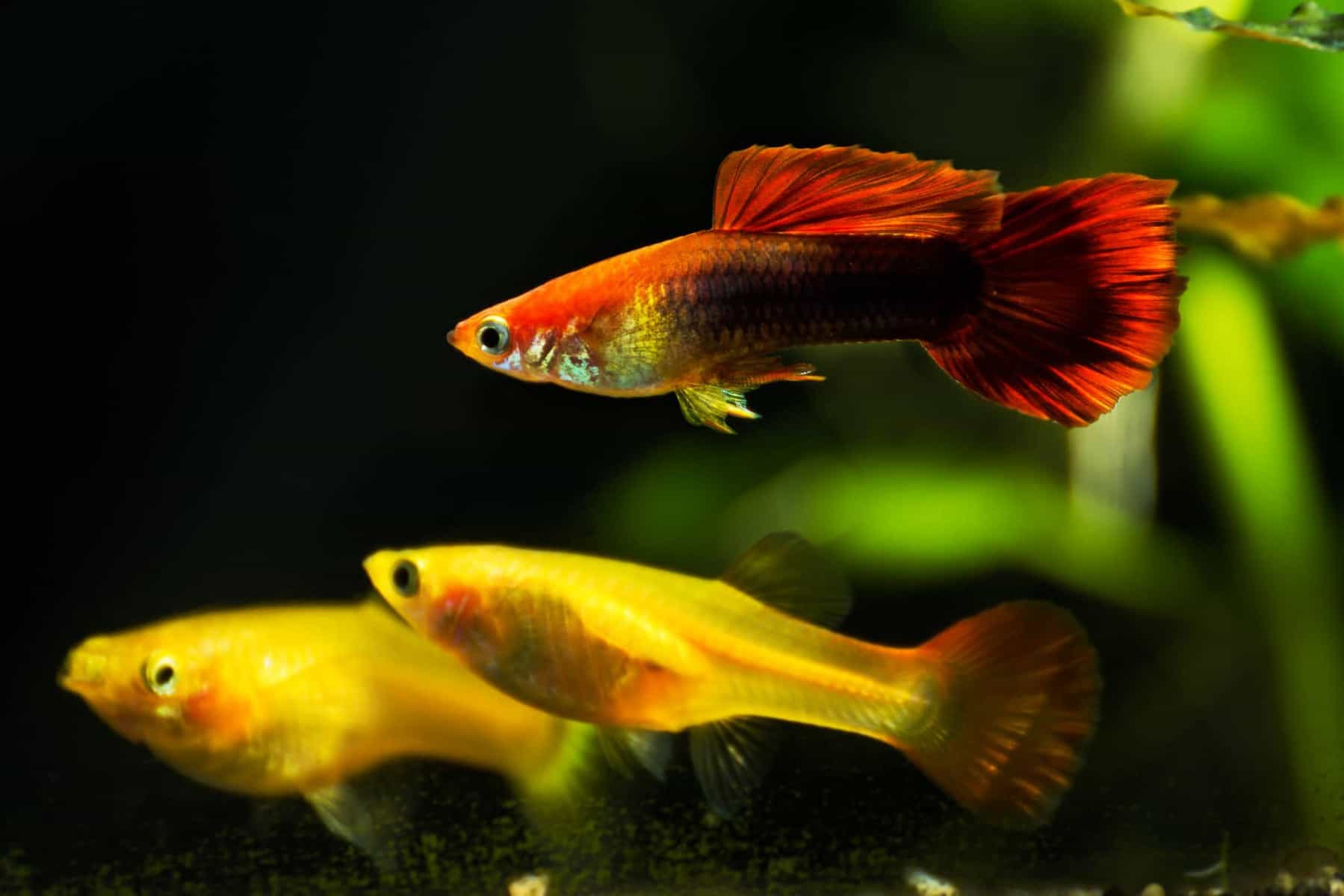 Guppy and Angelfish – Are They Compatible Tankmates? 4 Guppies