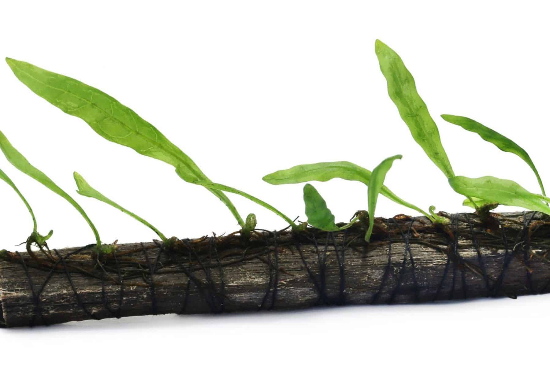 Why Is Java Fern Growing Roots on Leaves? (+ Other FAQs) 3 Java Fern close up