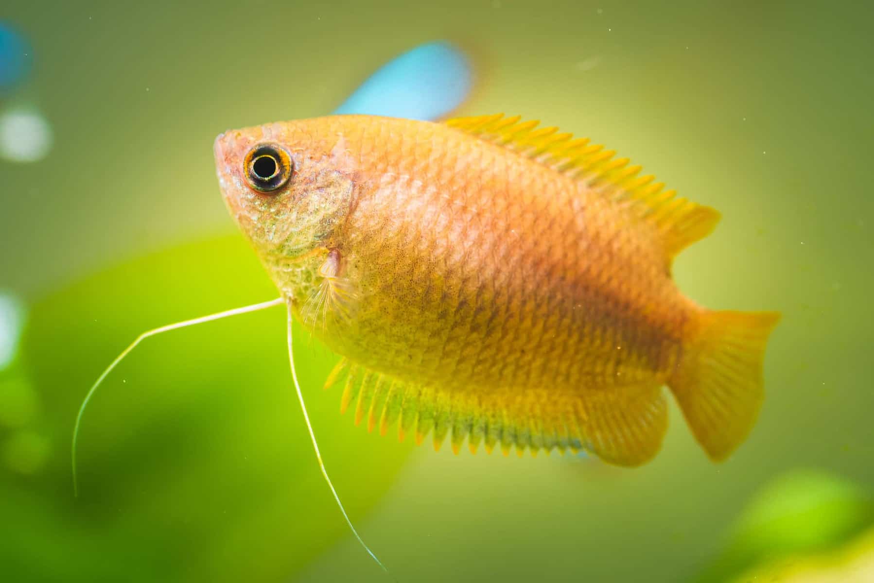 Are Gourami Aggressive Fish – We Examine the Facts 6 Honey Gourami