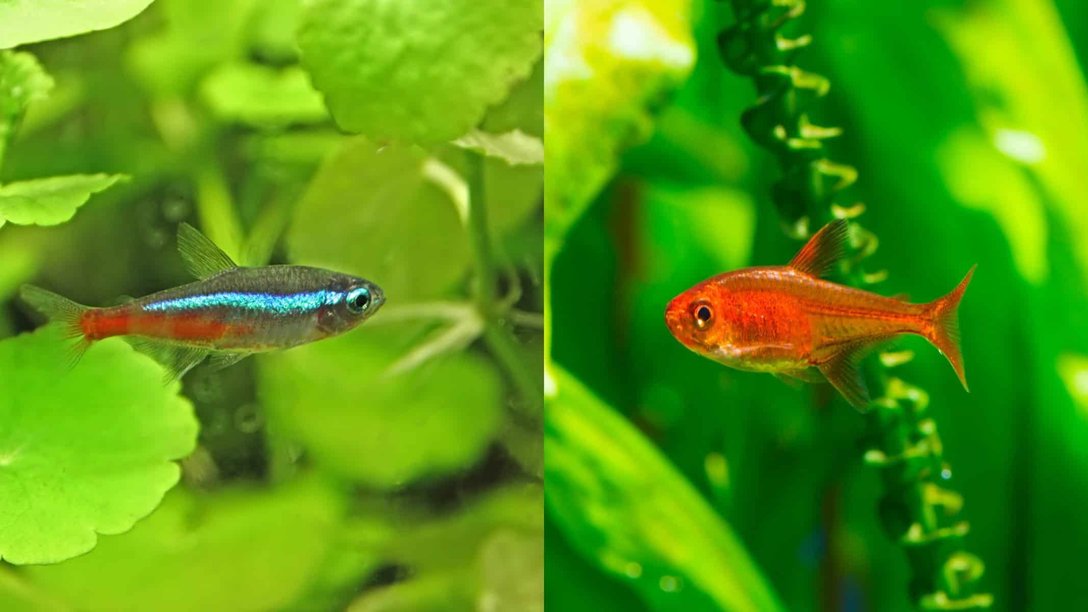 Neon and Ember Tetras: Co-Existence, Care, Feeding + More 4 Neon and Ember Tetras