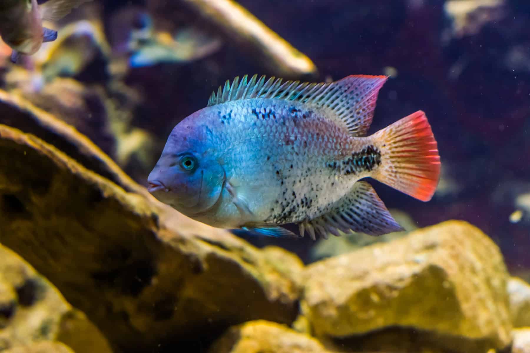 Can Cichlids Live Alone – Hints on Habits and Habitats 4 Hybrid Cichlid
