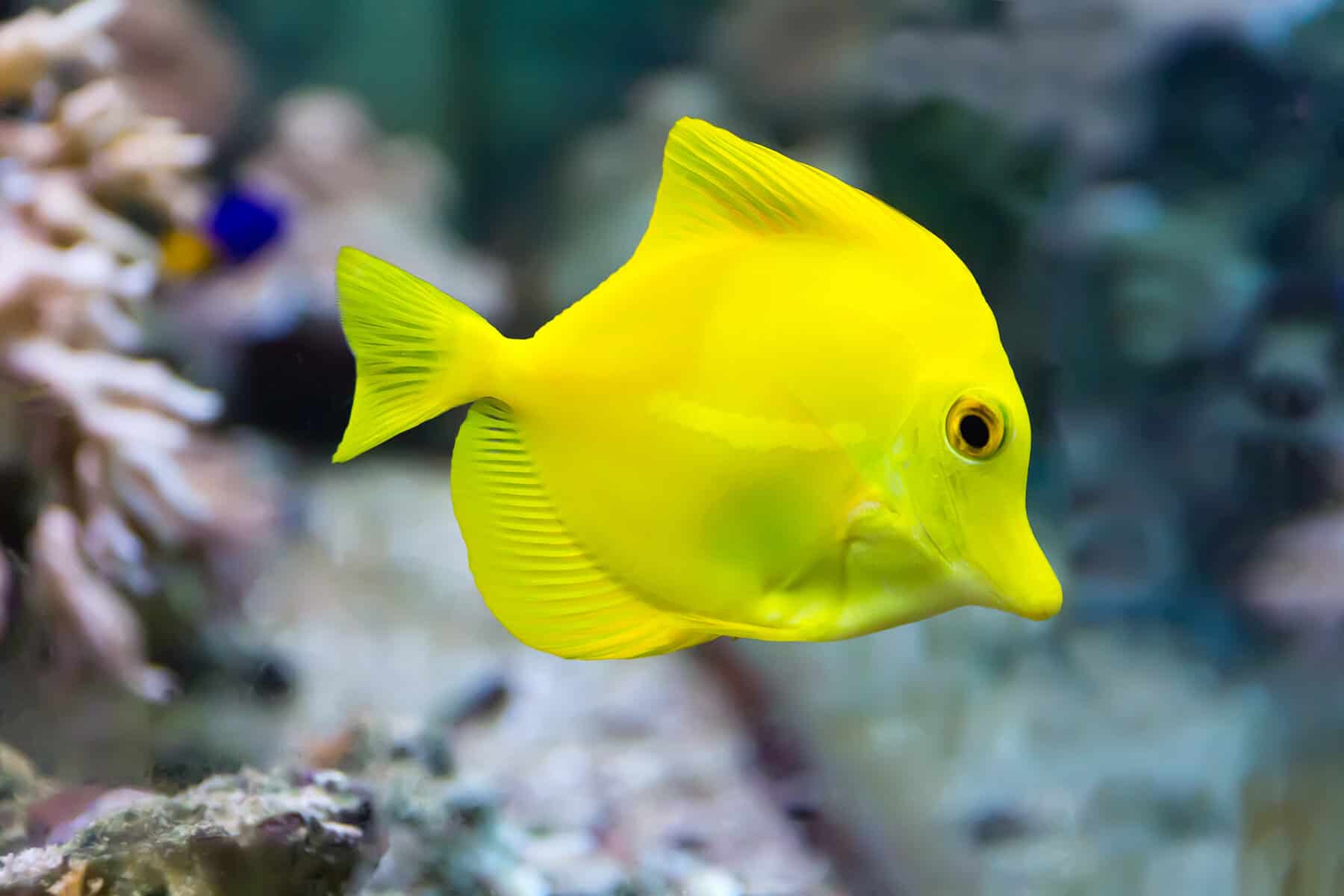 Can Clownfish Live Alone? Who Are Their Ideal Tank Mates? 3 Yellow Tang