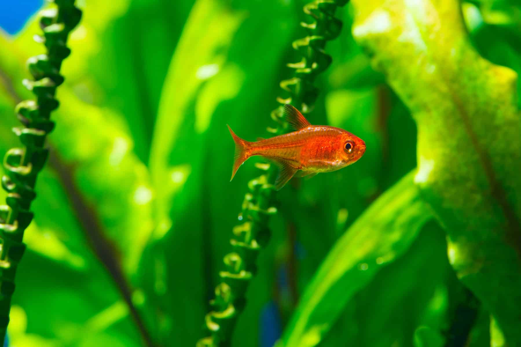 Neon and Ember Tetras: Co-Existence, Care, Feeding + More 3 ember tetra