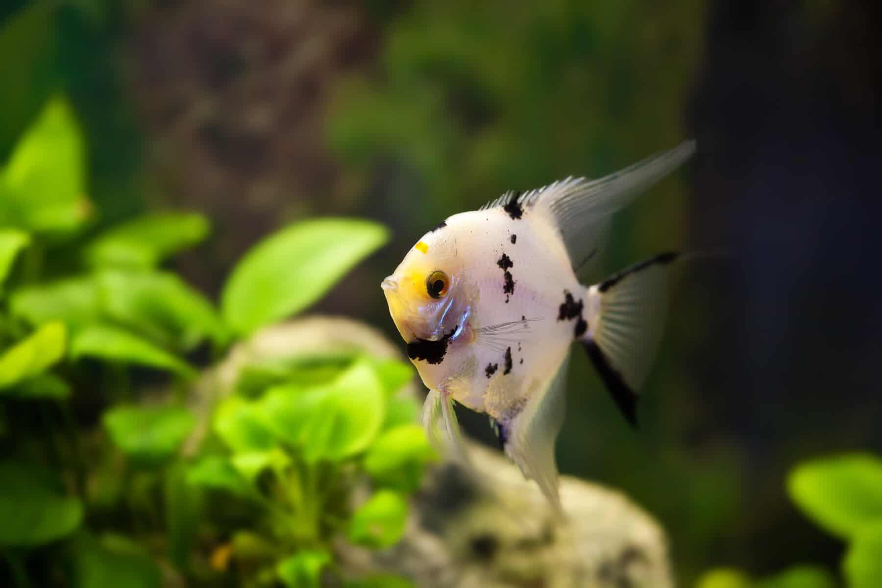 Guppy and Angelfish – Are They Compatible Tankmates? 3 angelfish