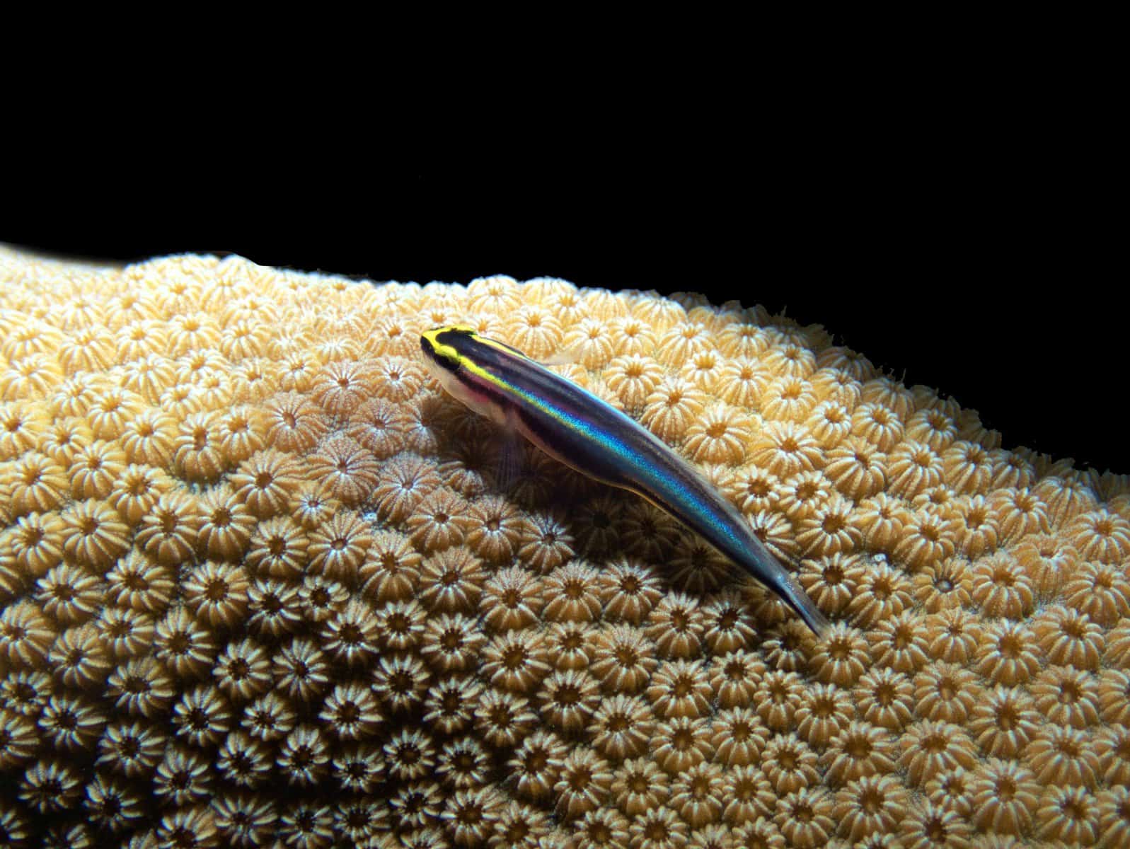 Can Clownfish Live Alone? Who Are Their Ideal Tank Mates? 5 Neon Goby