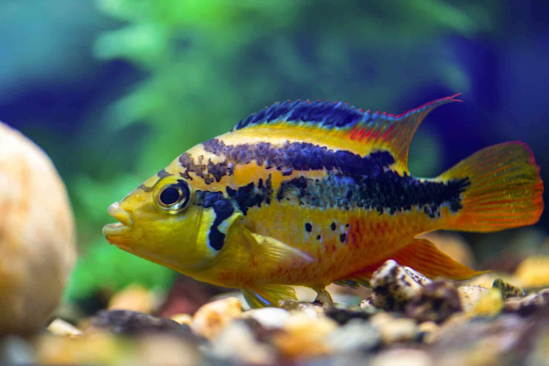 Can Cichlids Live Alone – Hints on Habits and Habitats 3 Salvini Cichlids