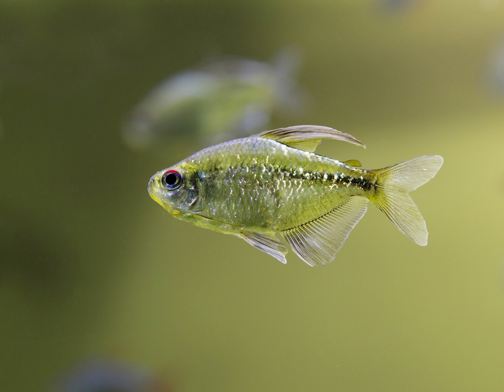 Types of Tetras: 20 Popular Tetra Species & Care Guide 12 Diamond Tetra