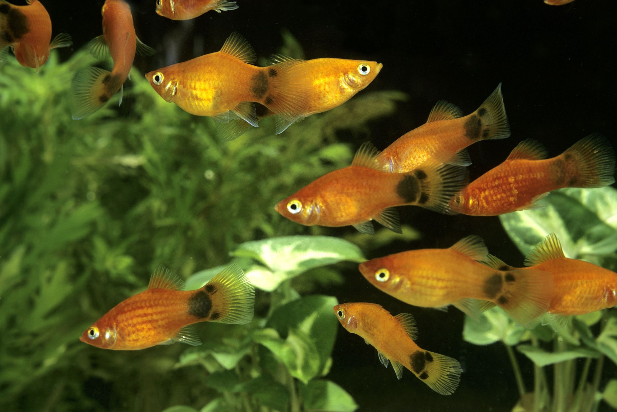 Are Mollies Aggressive Fish? – Temperament and Behavior 5 Mickey Mouse Platy