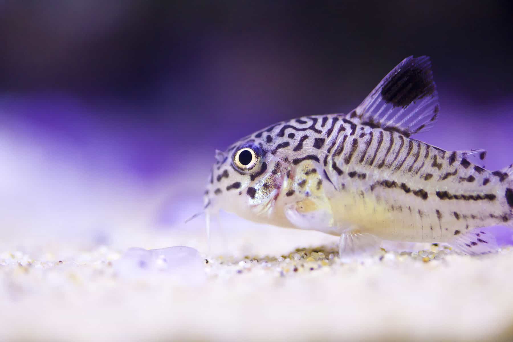 False Julii Cory vs Julii Cory – How To Tell Them Apart 3 best food for cory catfish