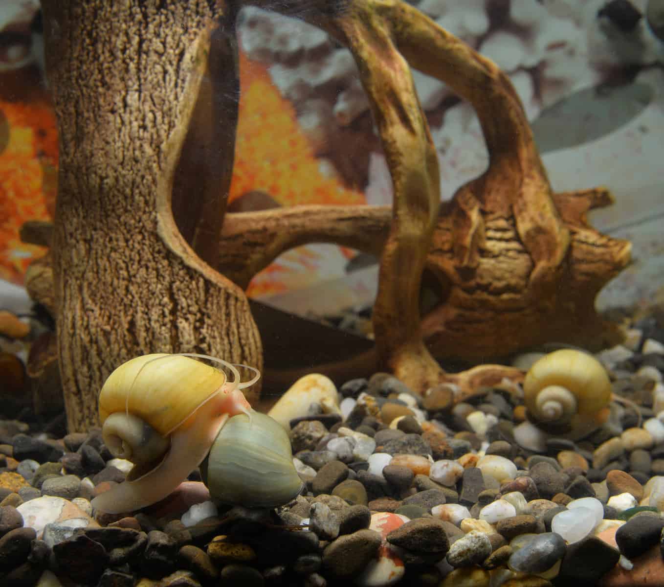 Have Your Mystery Snail Eggs Dried Out? Then Read on… 3 Mystery Snail