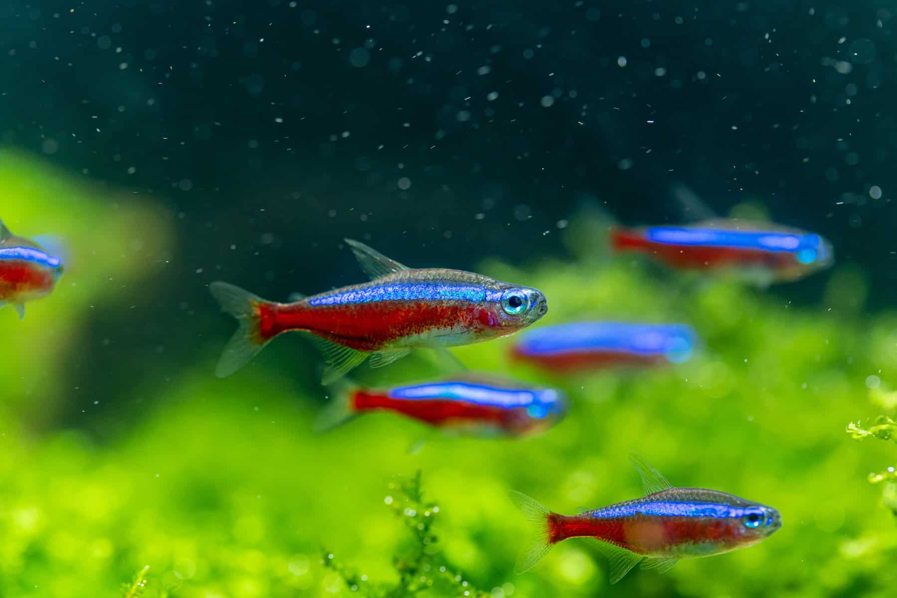 Types of Tetras: 20 Popular Tetra Species & Care Guide 5 Paracheirodon axelrodi