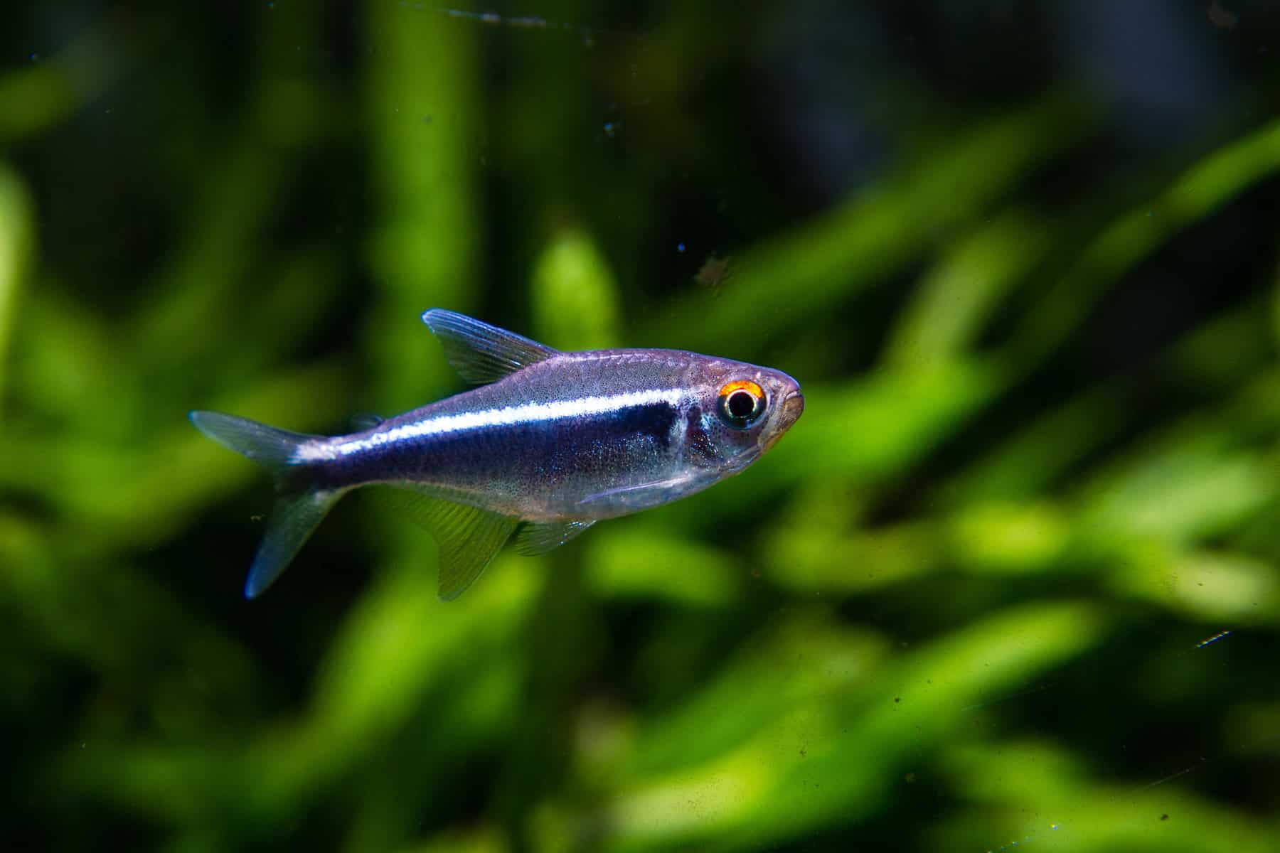 Types of Tetras: 20 Popular Tetra Species & Care Guide 4 Hyphessobrycon herbertaxelrodi