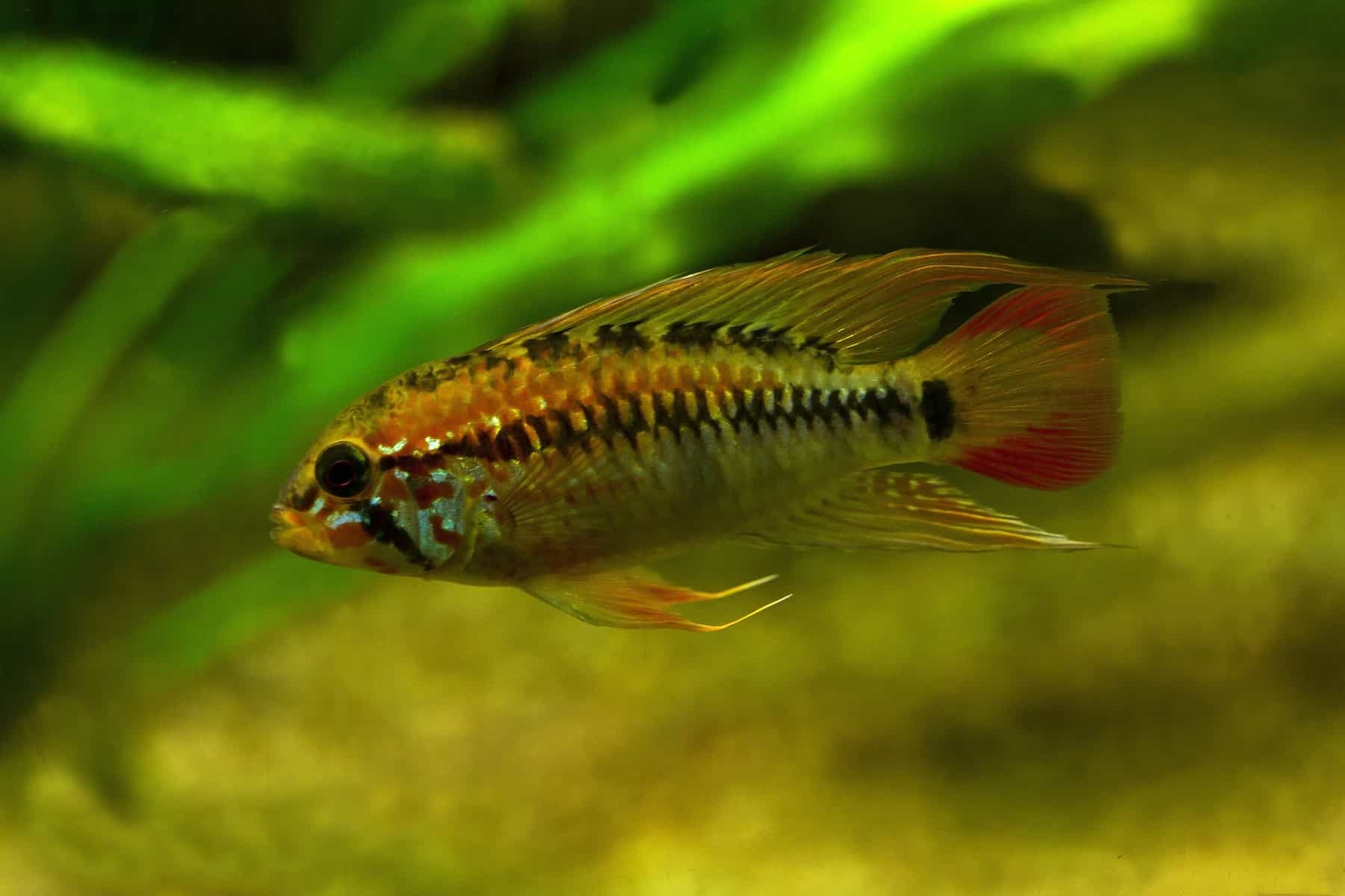 9 Apistos Species: A Comprehensive Care and Breeding Guide 4 Apistogramma Macmasteri