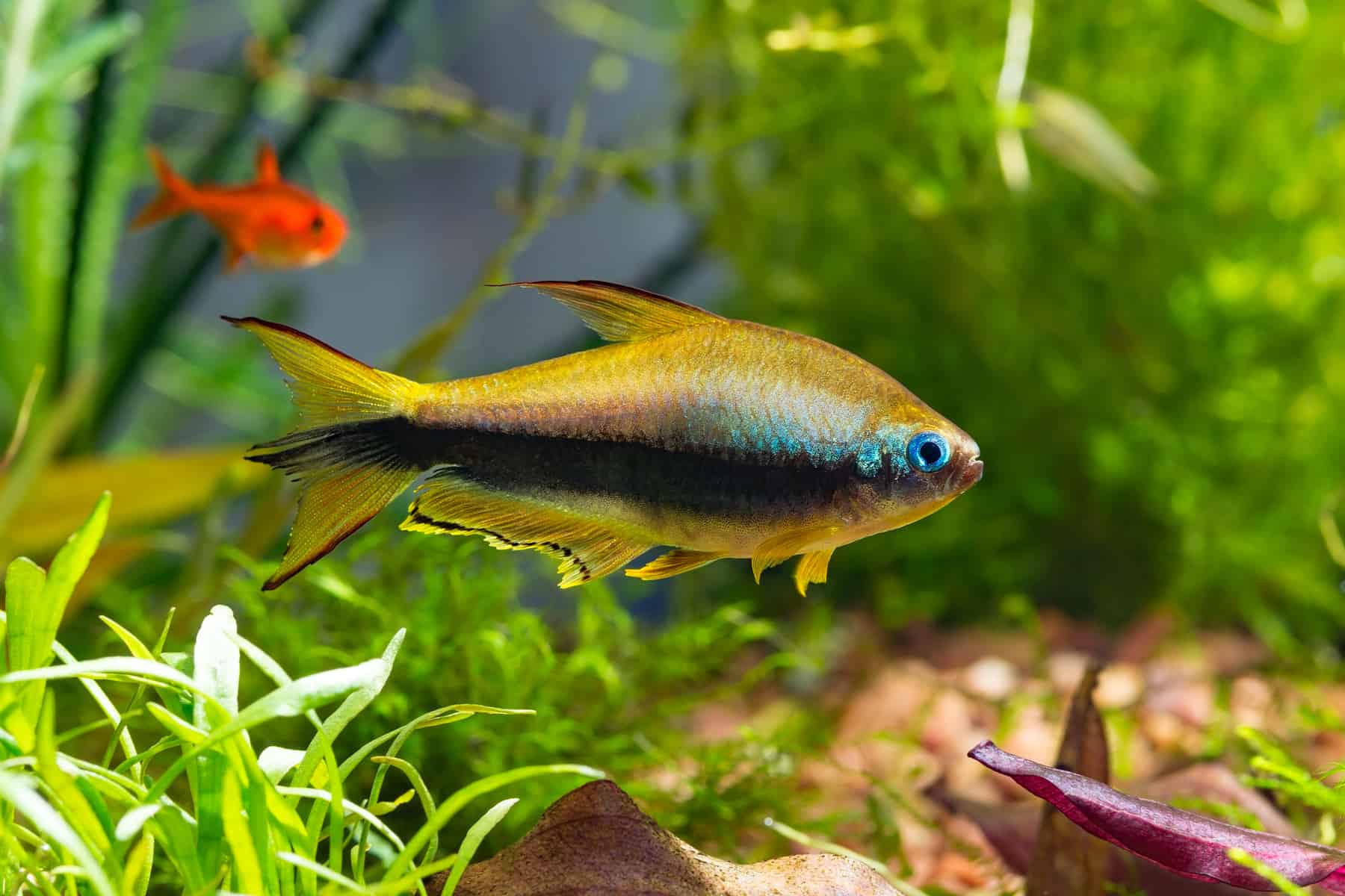 Types of Tetras: 20 Popular Tetra Species & Care Guide 16 Emperor tetra