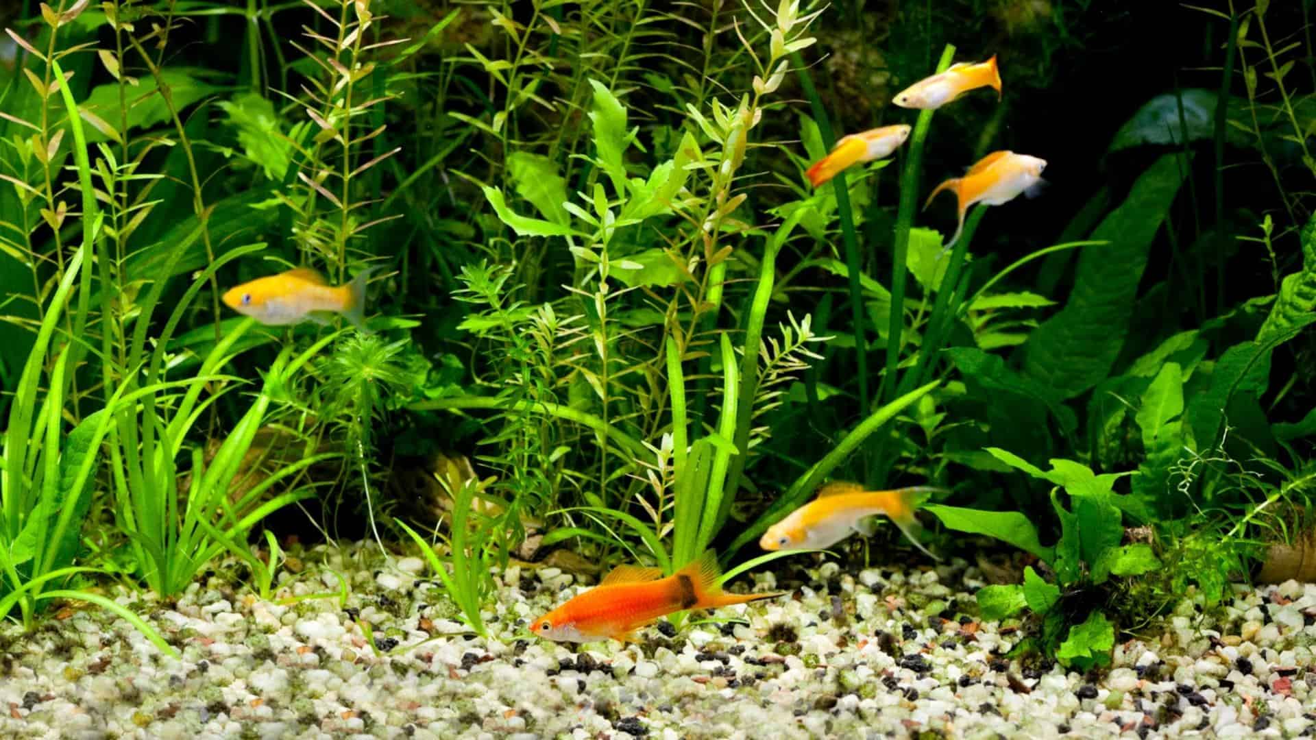 Are Mollies Aggressive Fish? – Temperament and Behavior 4 How Many Mollies in a 20 Gallon Tank