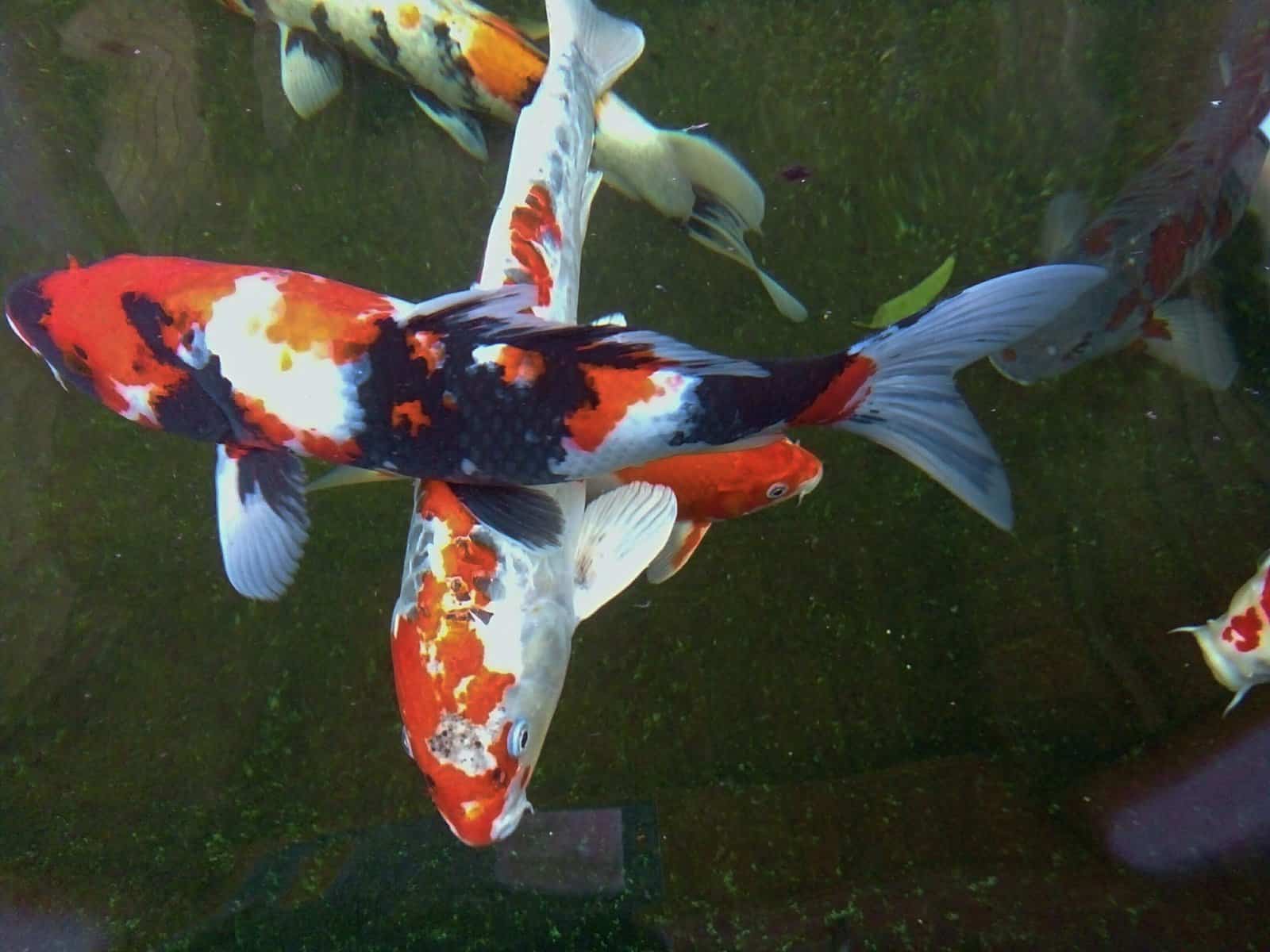 Types of Koi – Let’s Explore These Fascinating Fish 3 Taisho Sanke Koi Fish