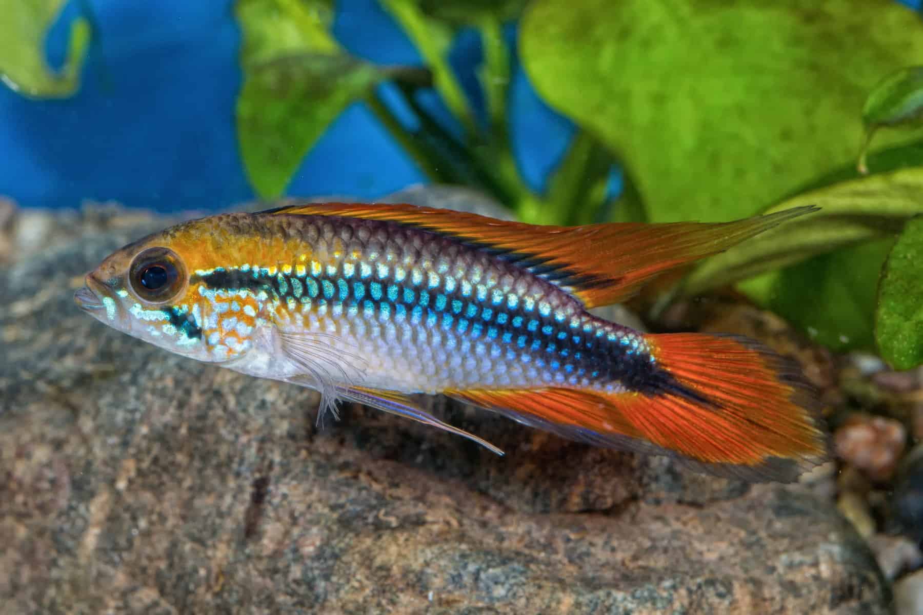 9 Apistos Species: A Comprehensive Care and Breeding Guide 3 Apistogramma Agassizii