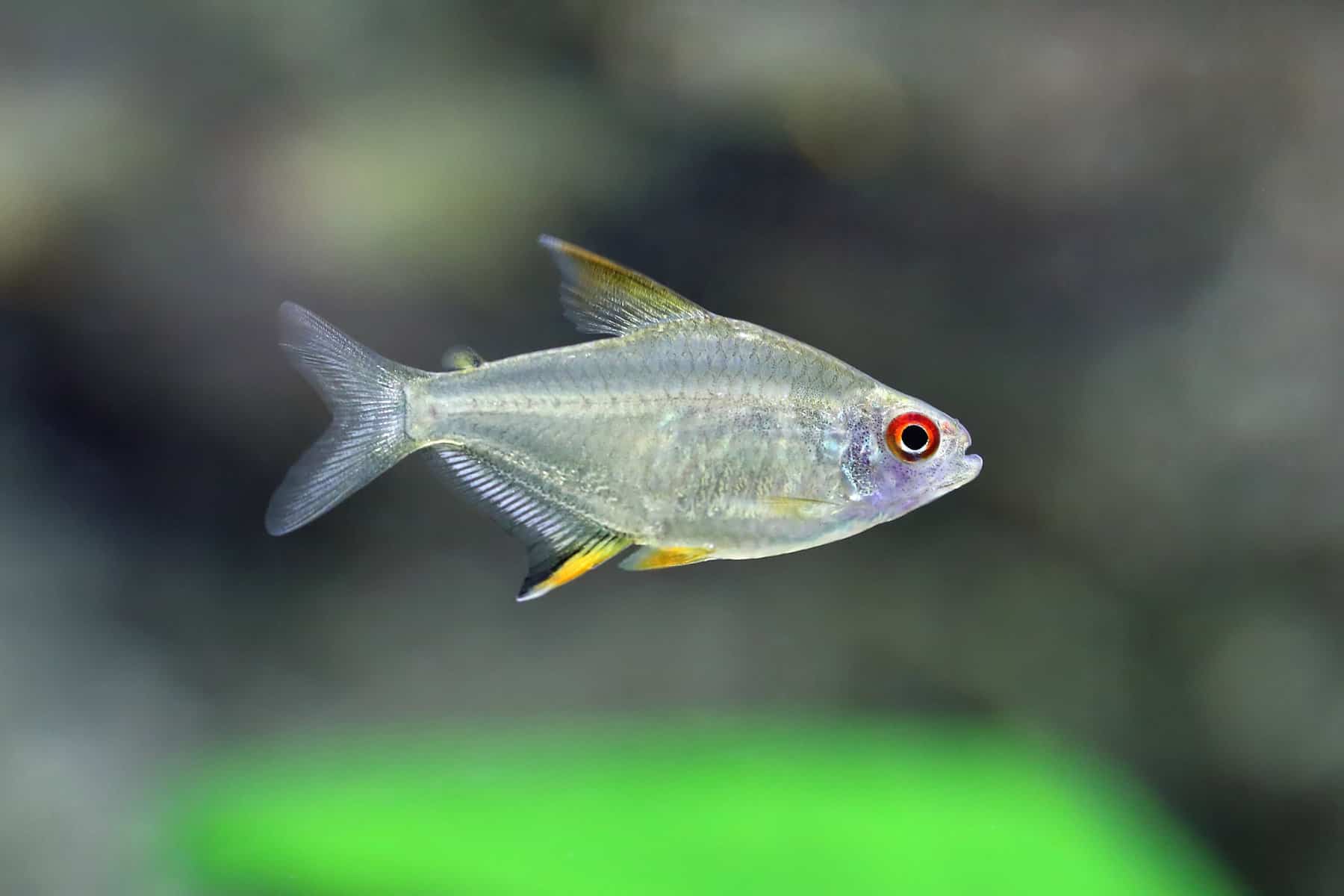 Types of Tetras: 20 Popular Tetra Species & Care Guide 9 Lemon tetra