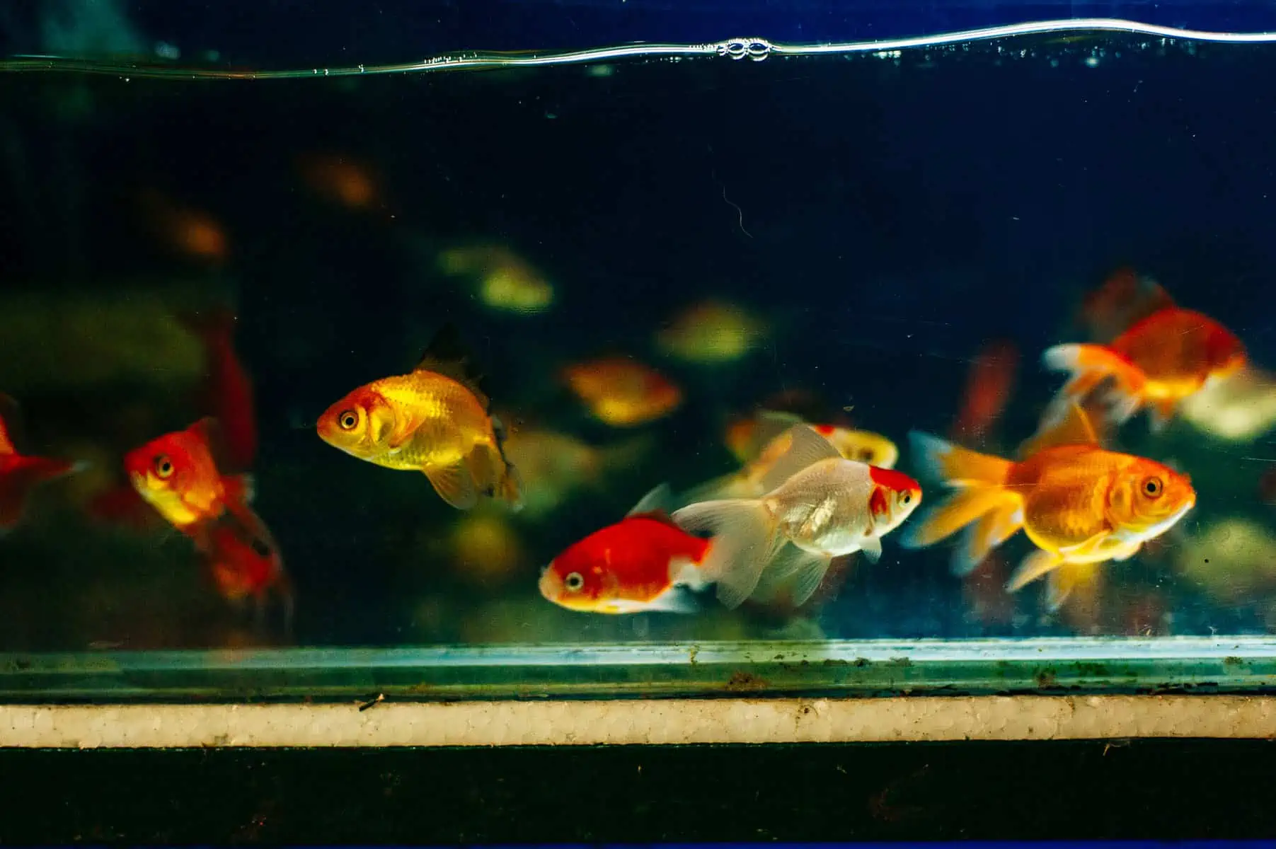 How To Tell if a Goldfish Is Pregnant - Our Helpful Guide 3 How To Tell if a Goldfish Is Pregnant